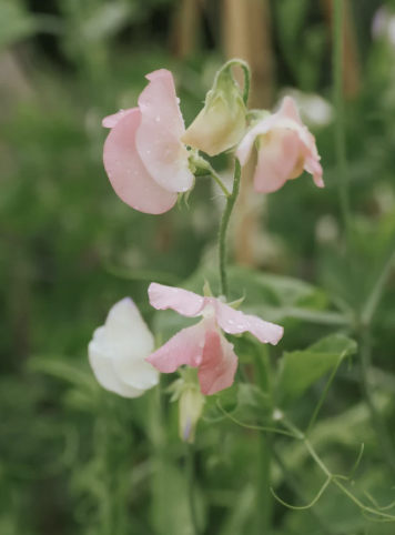 Sweet Pea Spring Sunshine Nancy growing on the plant, showing soft peachy pink and cream flowers on long stems, The Wild Potager Co.