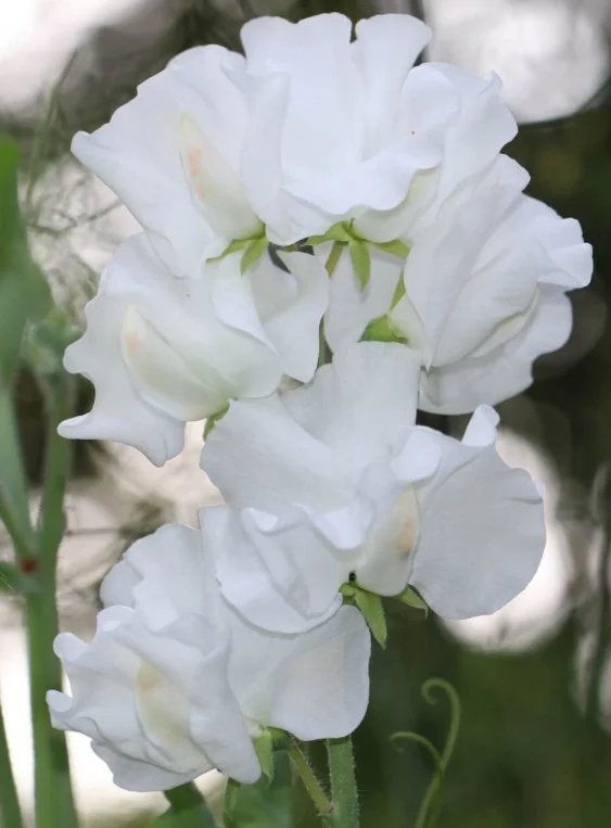 Sweet Pea Royal Wedding