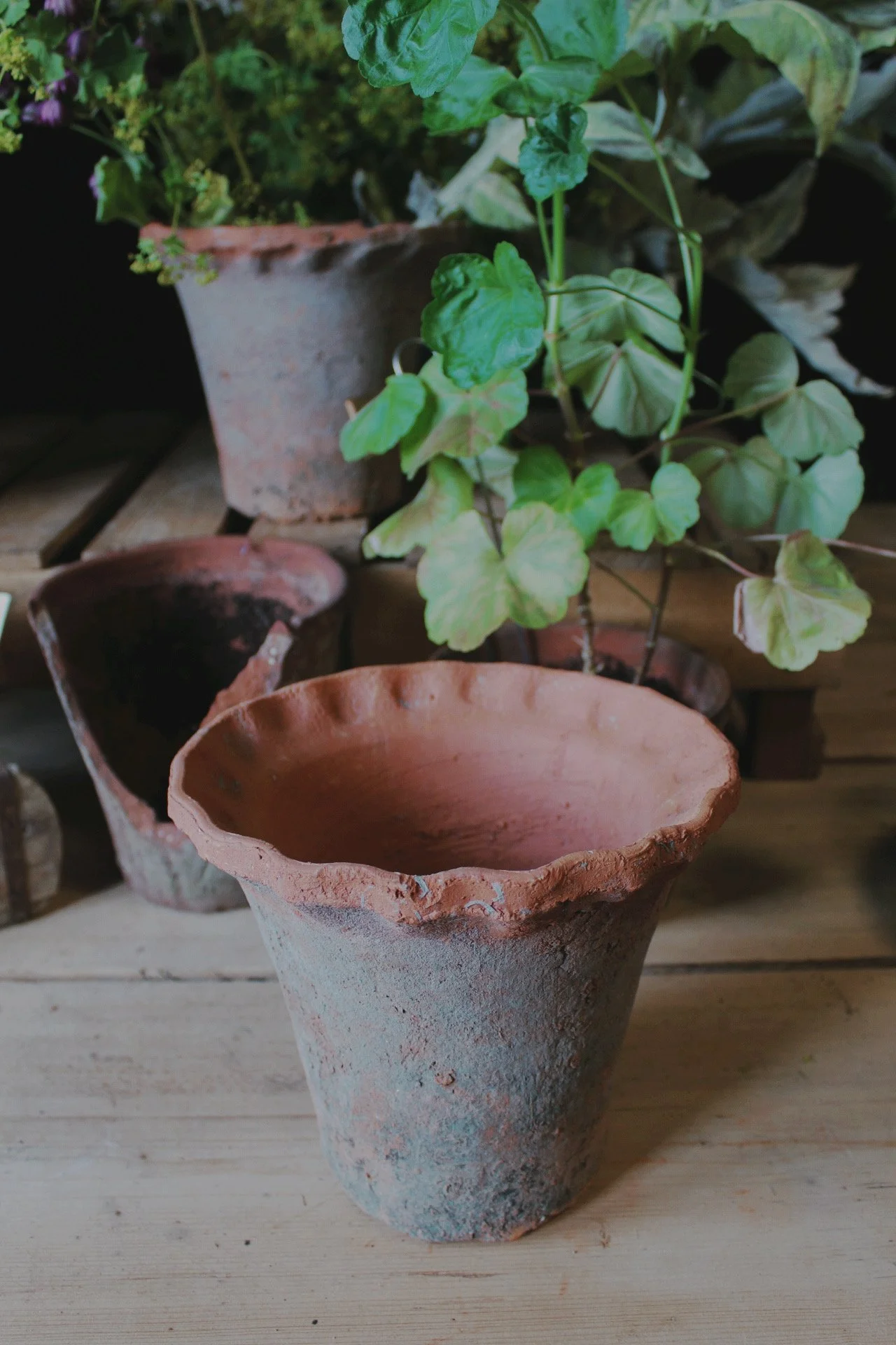 Large pie crust terracotta bulb pan and pots styled with plants