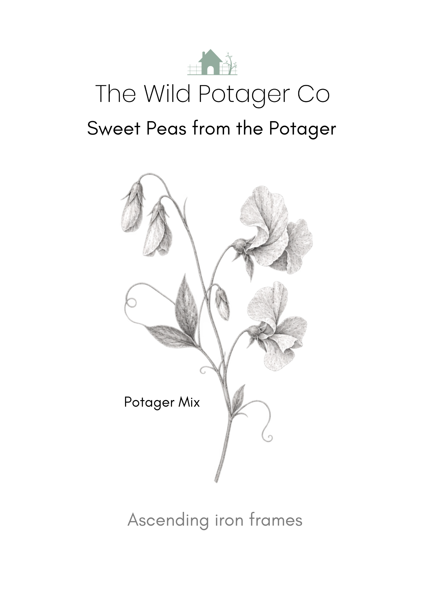 Sweet Peas from the Potager