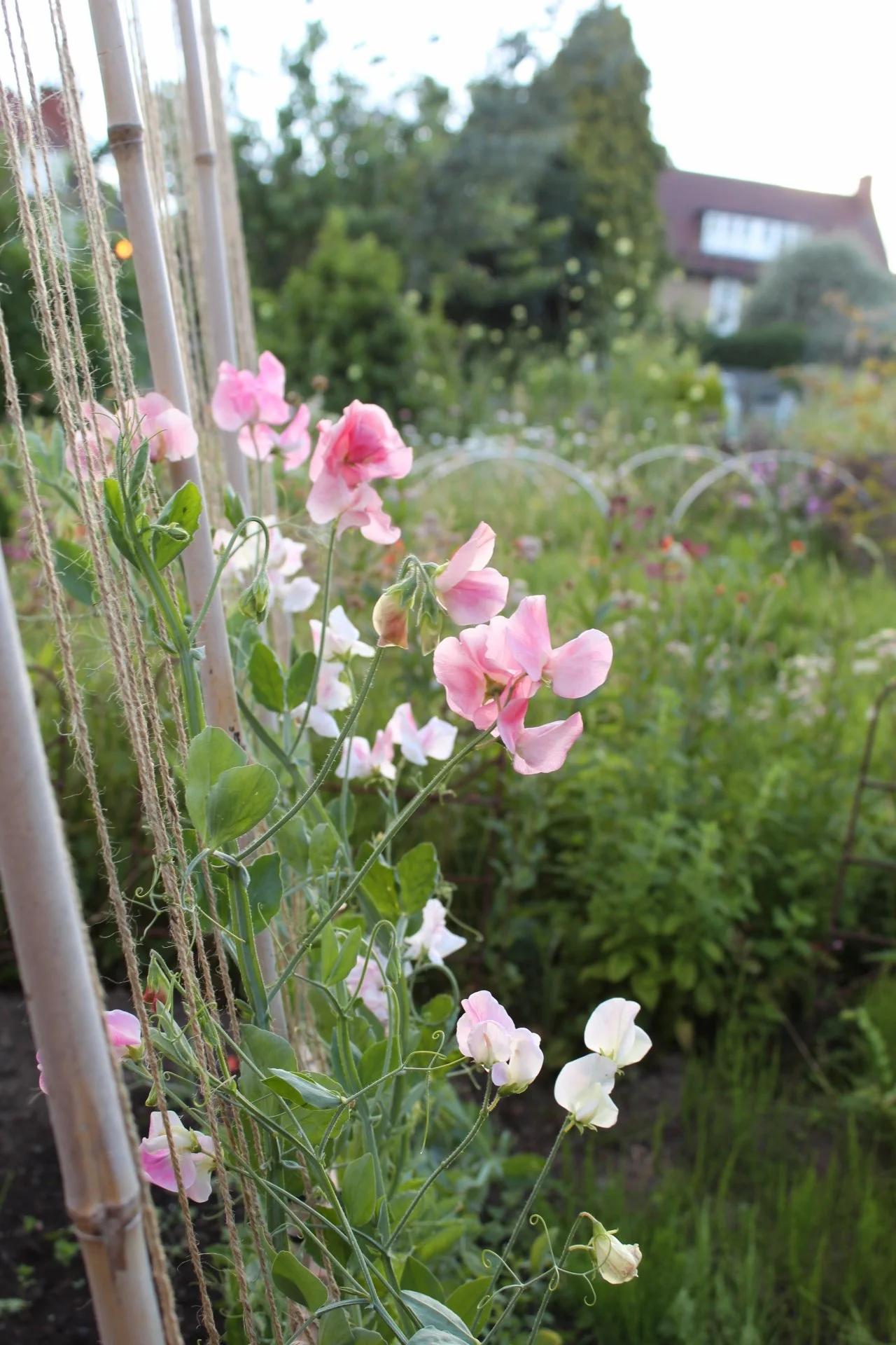 Rose pink Sweet Pea Emily flowers growing on climbing supports in the garden, with soft pink blooms and green foliage, The Wild Potager Co