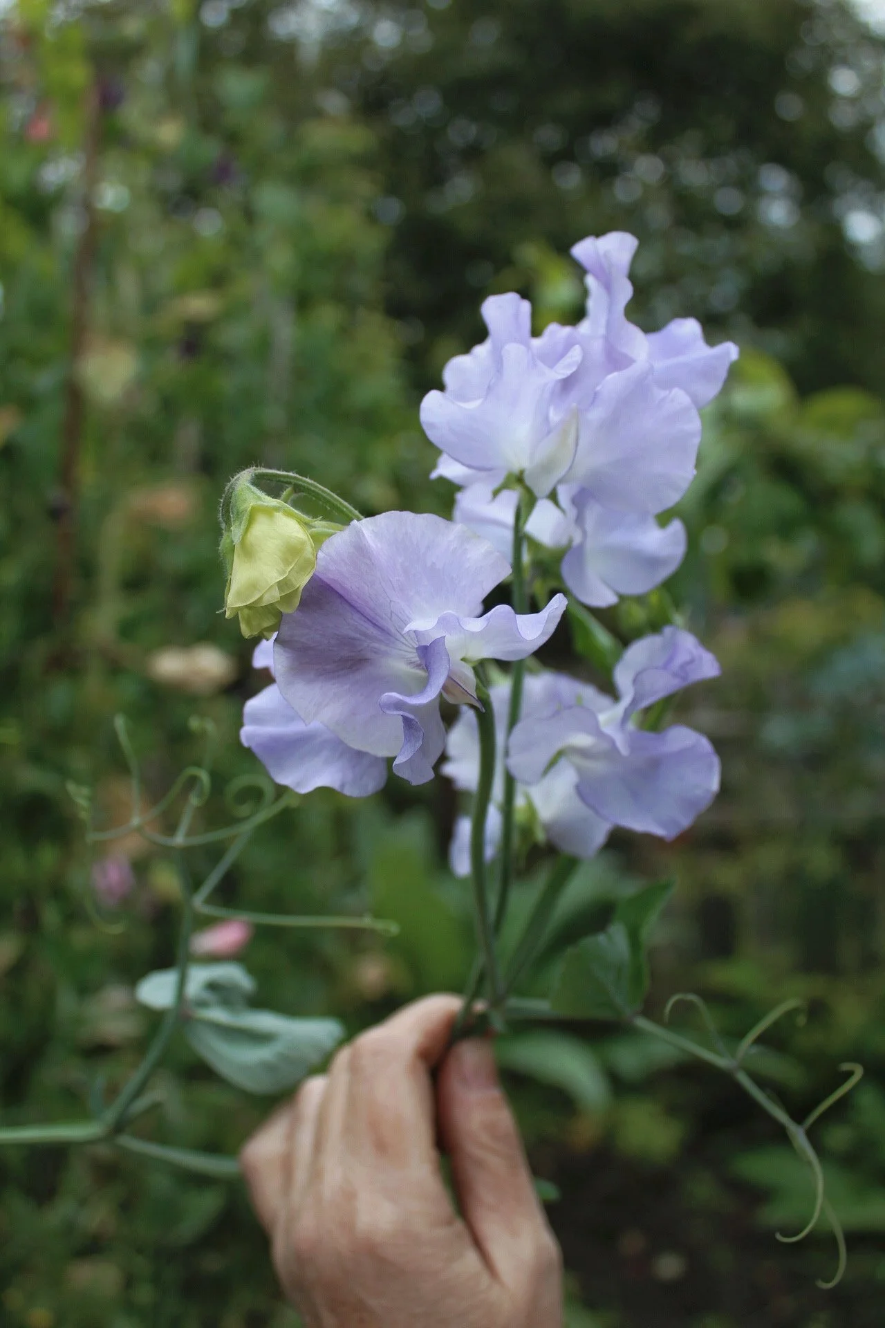 Sweet Pea Alison Louise with delicate steely blue flowers and white throats growing in the garden.