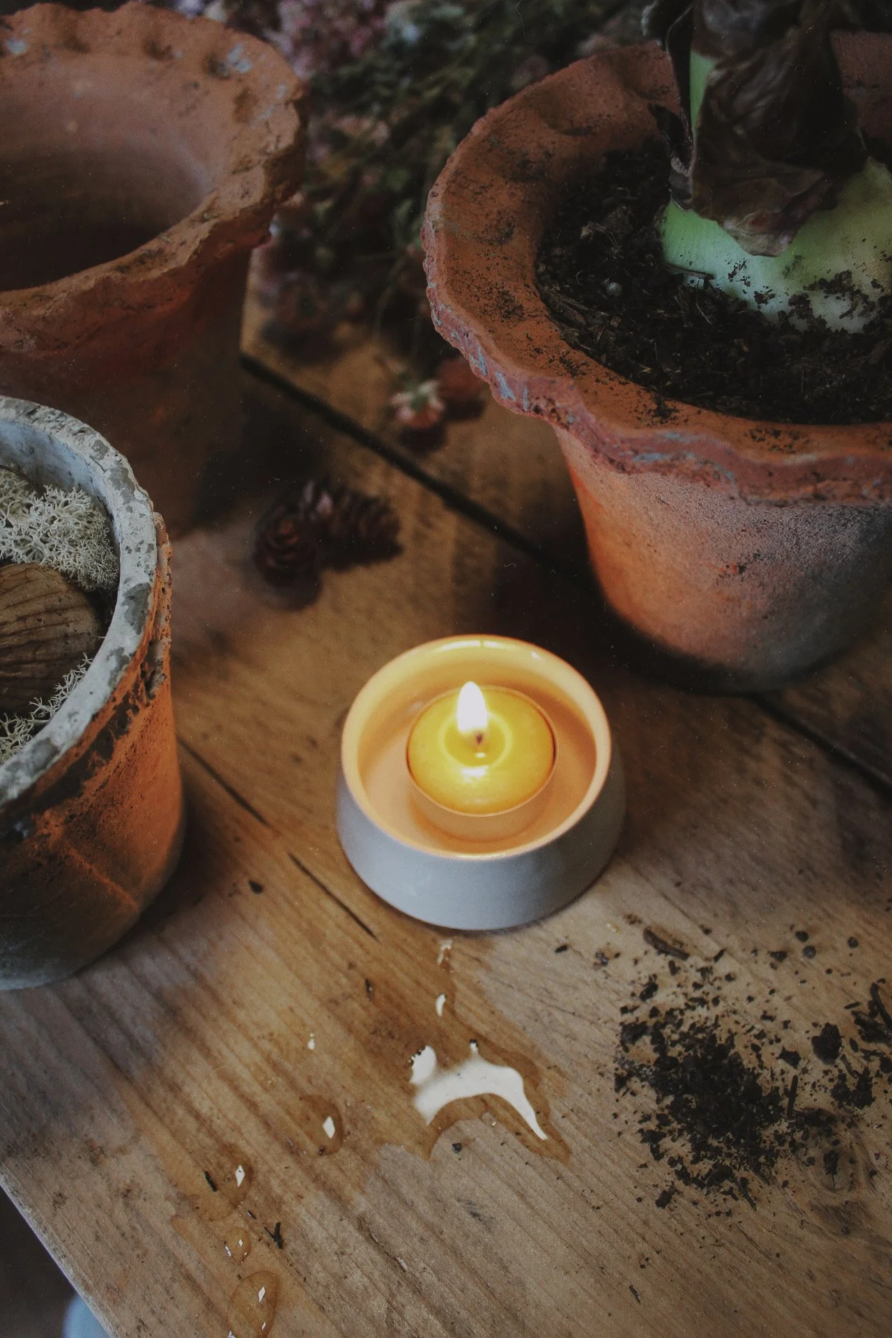 Parchment stoneware candle dish with a beeswax tealight displayed among green potted bulbs and terracotta pots on a bench.
