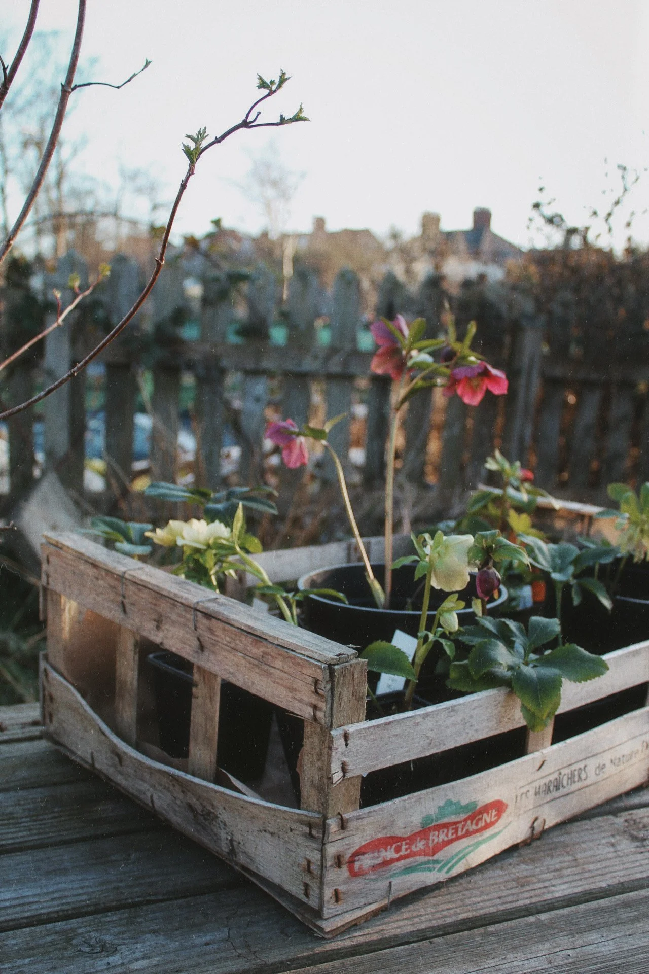 Hellebores flowering in a wooden crate in the garden.
