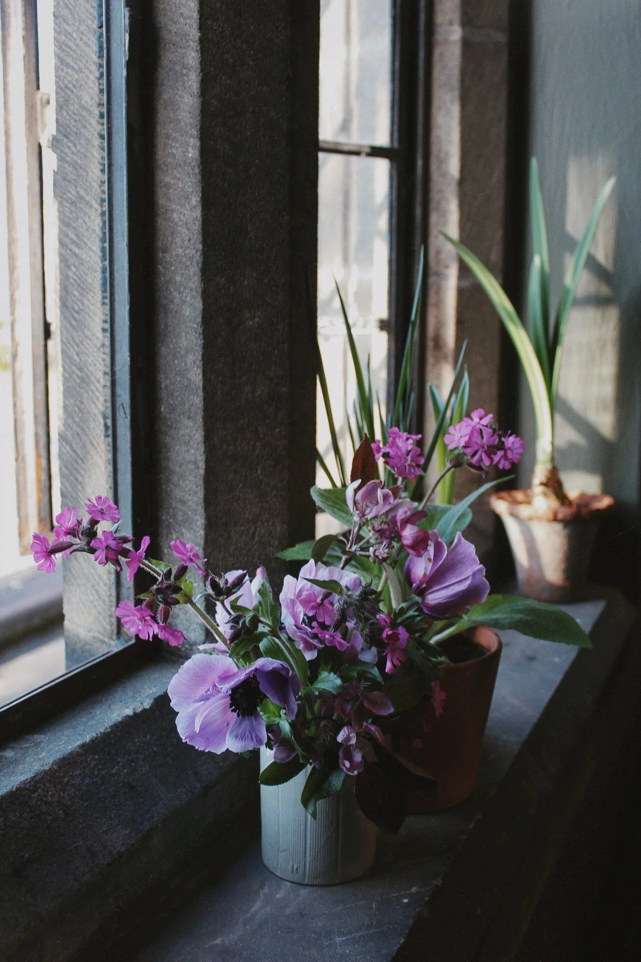 Potted seasonal flowers arranged on the studio windowsill