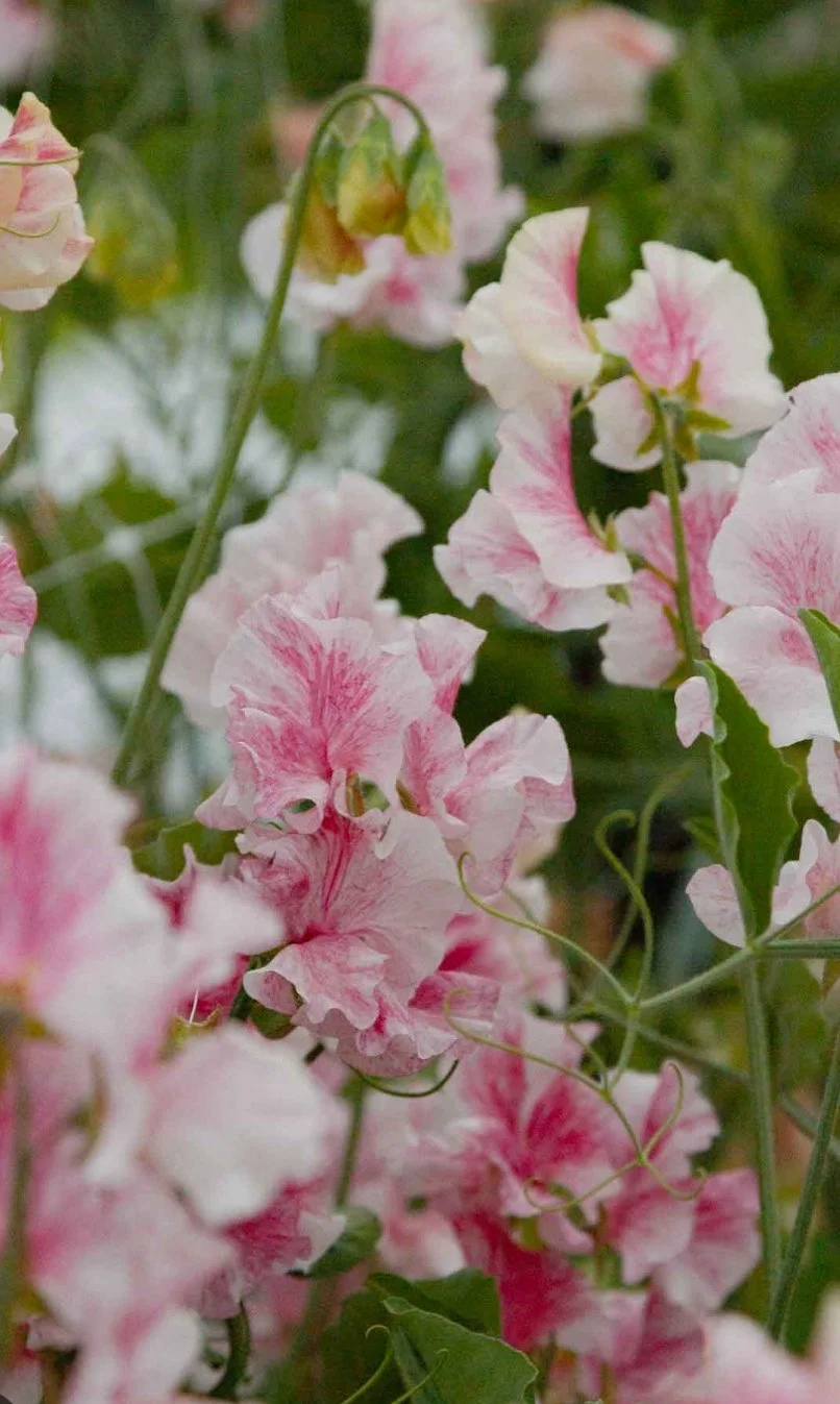 Sweet Pea Raspberry Flake growing on the plant, showing soft pink and cream flowers with distinctive raspberry streaking on the petals, The Wild Potager Co.