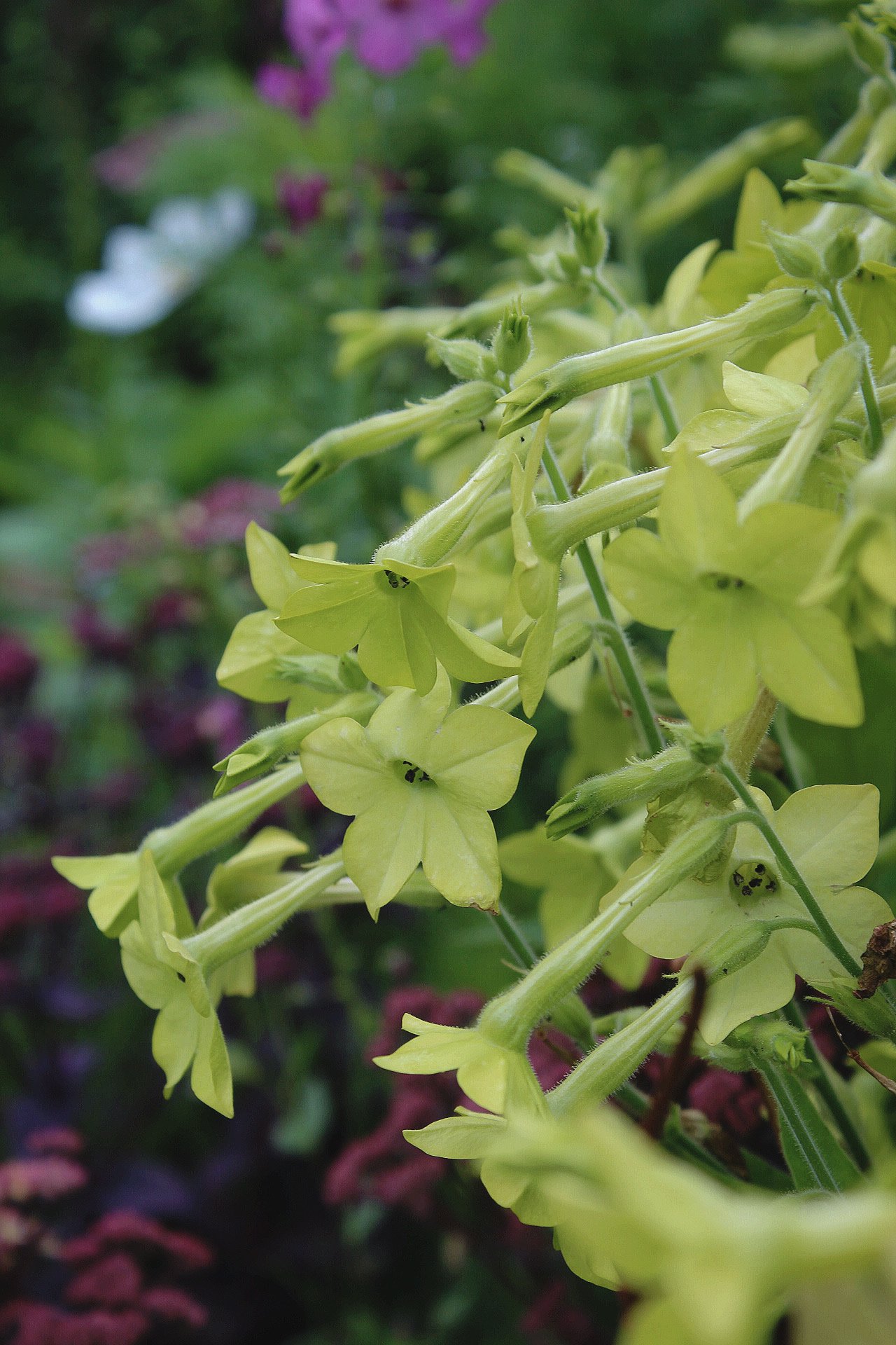 Nicotiana Lime Green flowering in the Potager at The Wild Potager Co., with tall stems carrying delicate, pale lime-green blooms amongst the summer planting.