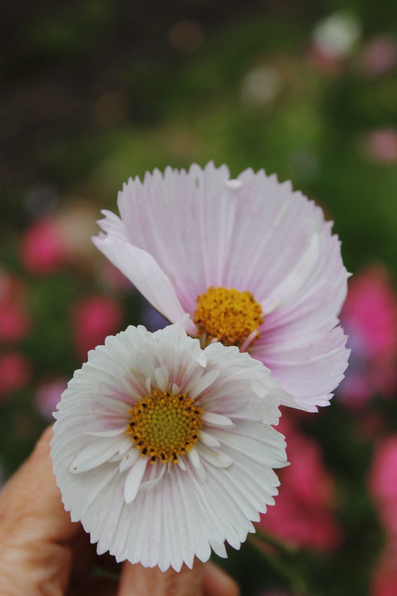 Pale blush pink and white Cosmos Cupcake Blush flowers, with two delicate fluted blooms held together against a soft garden background.