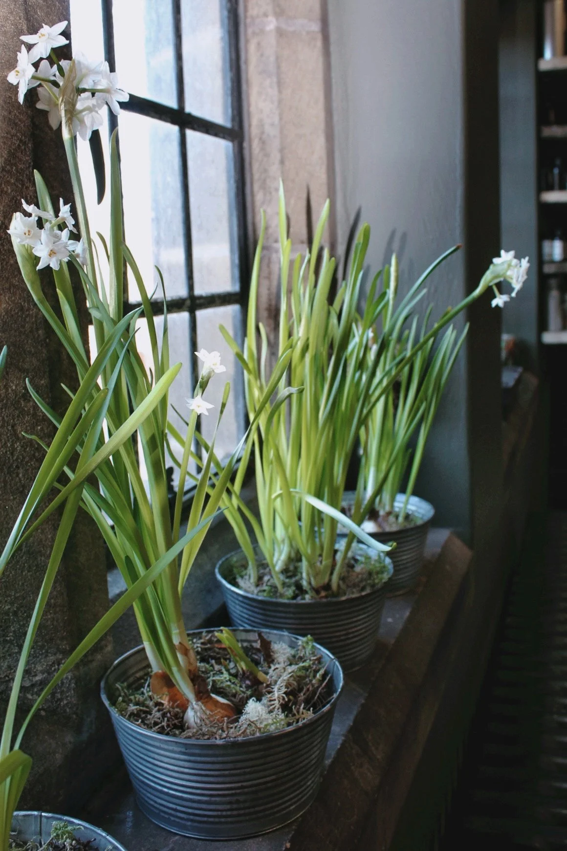 Paperwhites for the Table