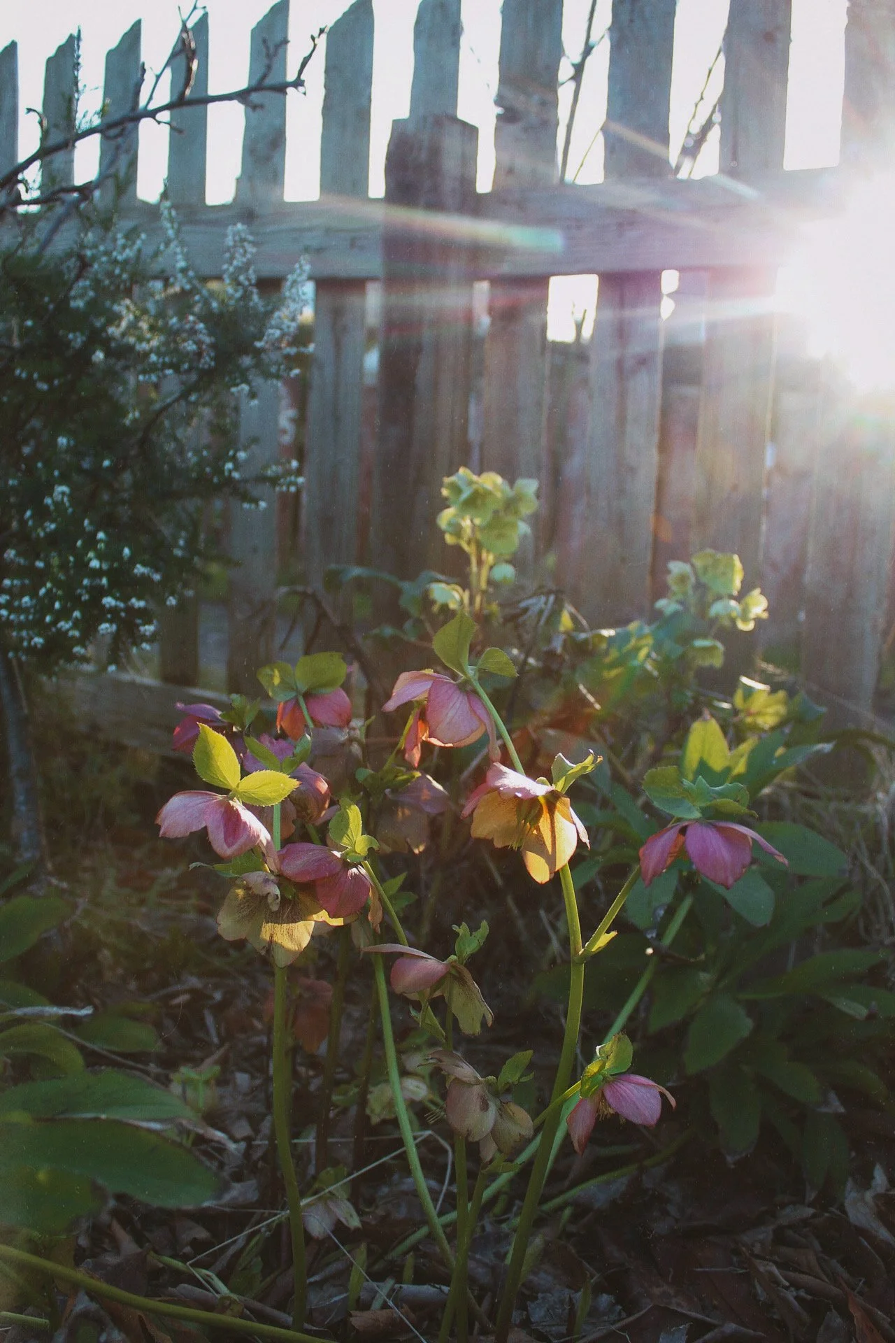 Pink and dusky hellebores flowering in the garden in winter sunlight.