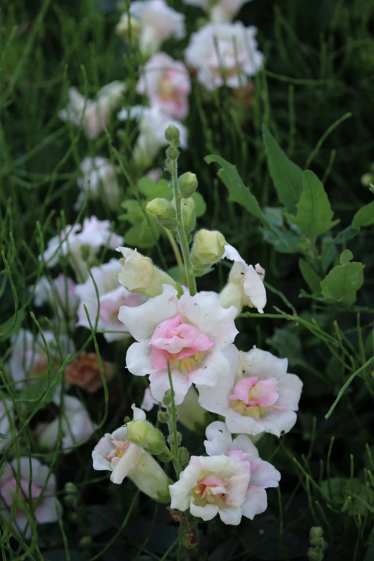 Snapdragon Appleblossom with soft white and pink flowers growing in the garden
