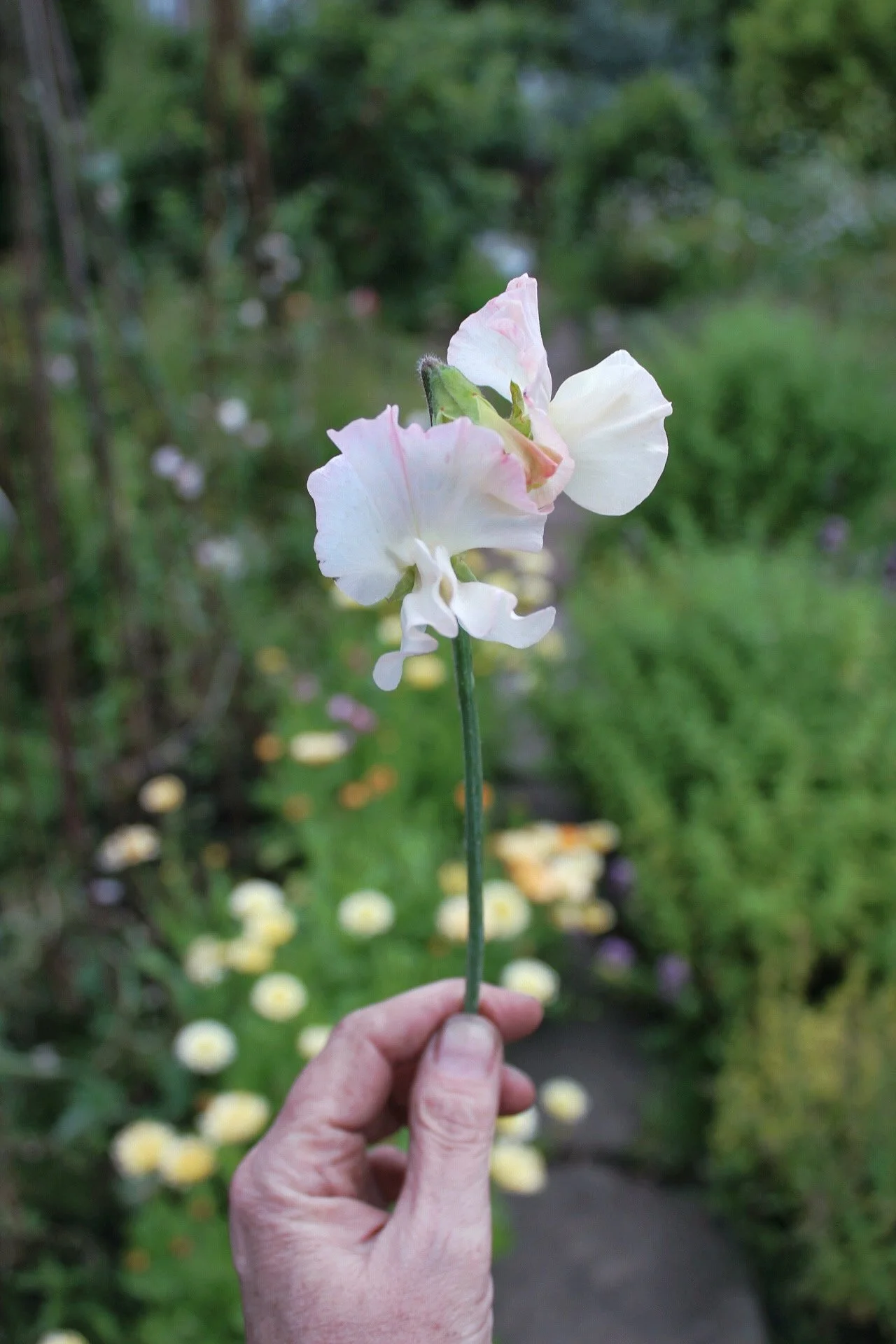 Sweet Pea Queen of Hearts