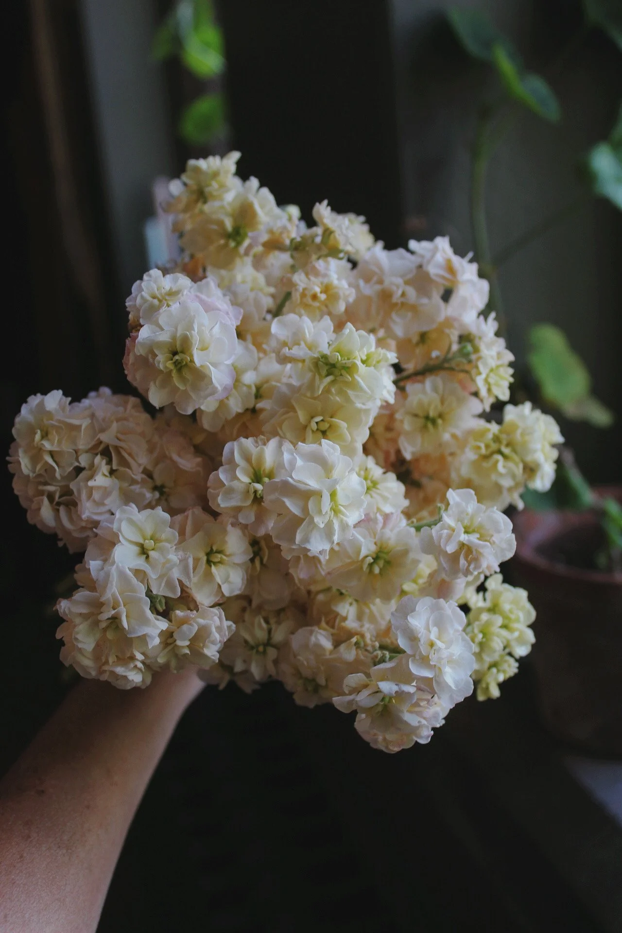 Stock Cream with soft ivory and creamy blush double blooms, photographed as cut flowers. The Wild Potager Co.