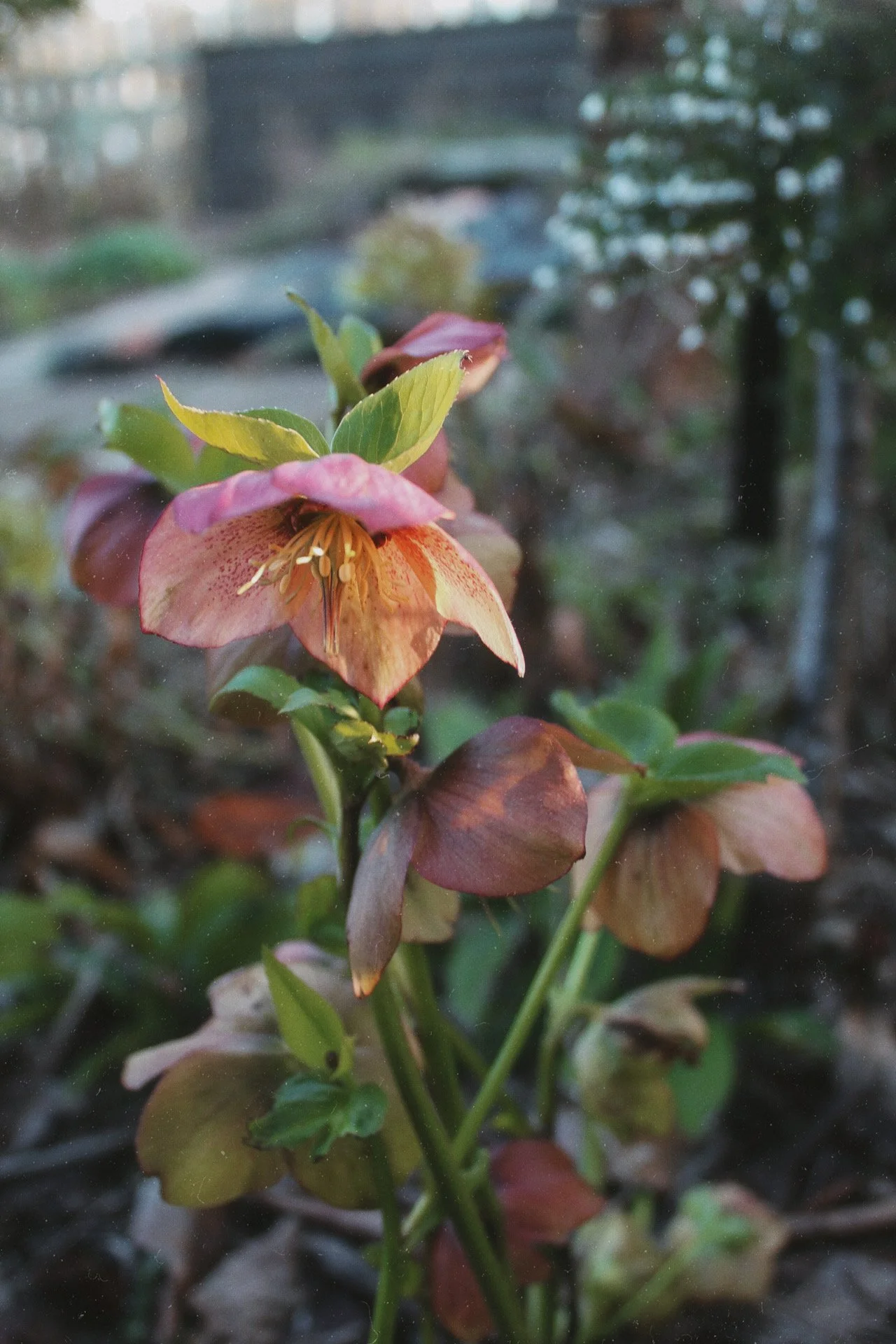 Pink and dusky hellebore flowers blooming in the winter garden.