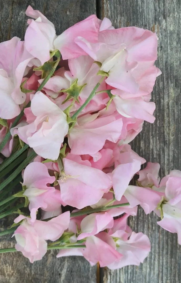 Sweet Pea Pink Panther