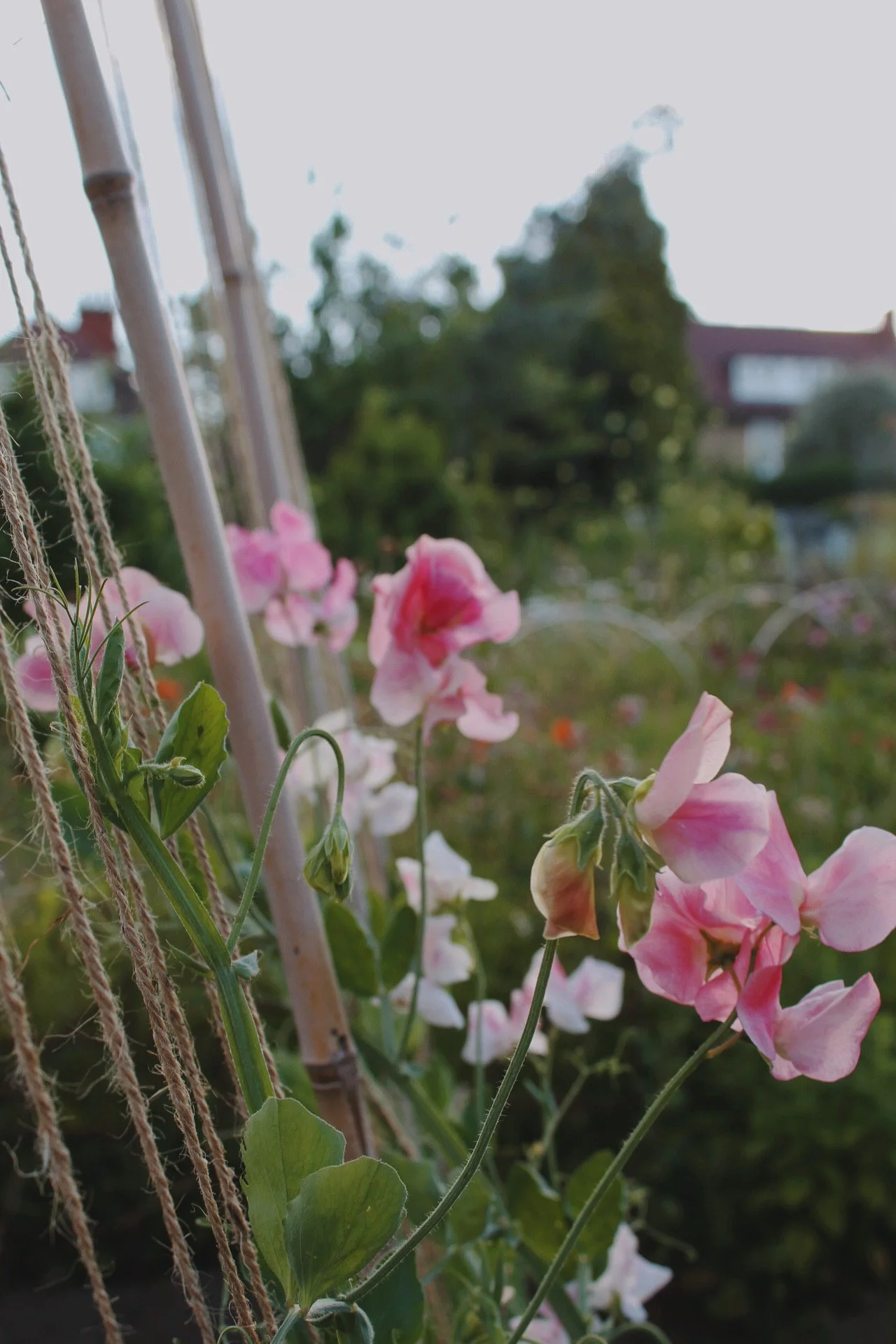 Sweet Pea Seed