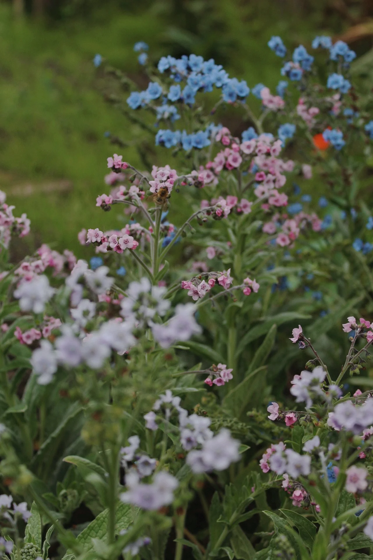 Pale blue and pink Cynoglossum flowers growing in the potager, with delicate blooms set amongst green foliage.