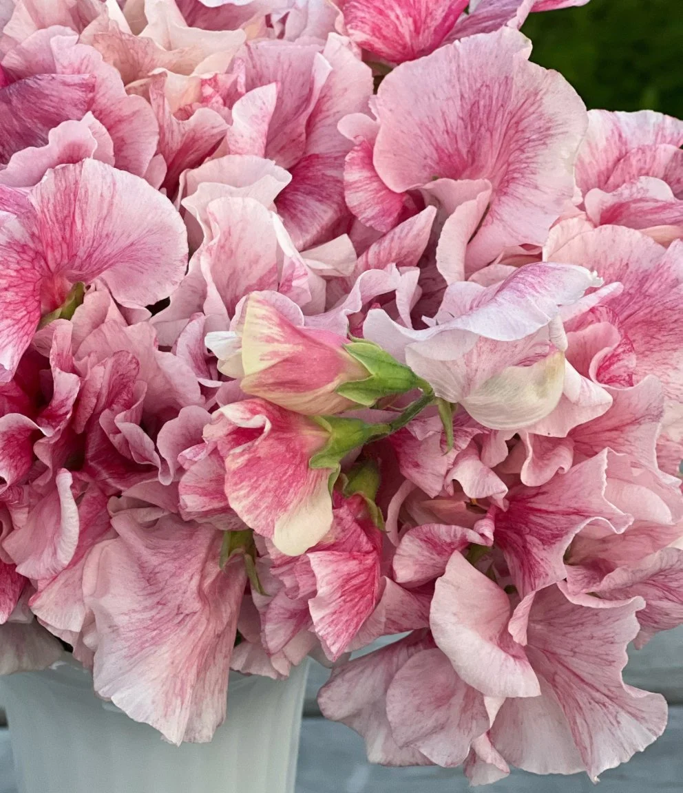 Sweet Pea Raspberry Flake