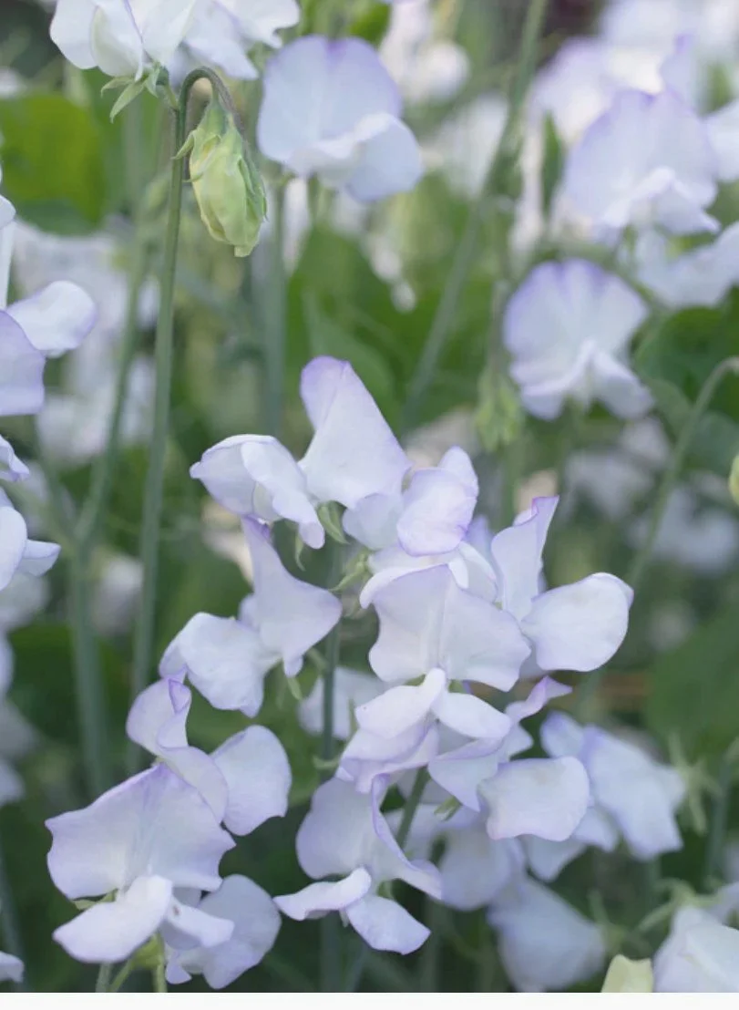 Pale blue and white Sweet Pea Albutt Blue flowers growing among green foliage in the garden, The Wild Potager Co.
