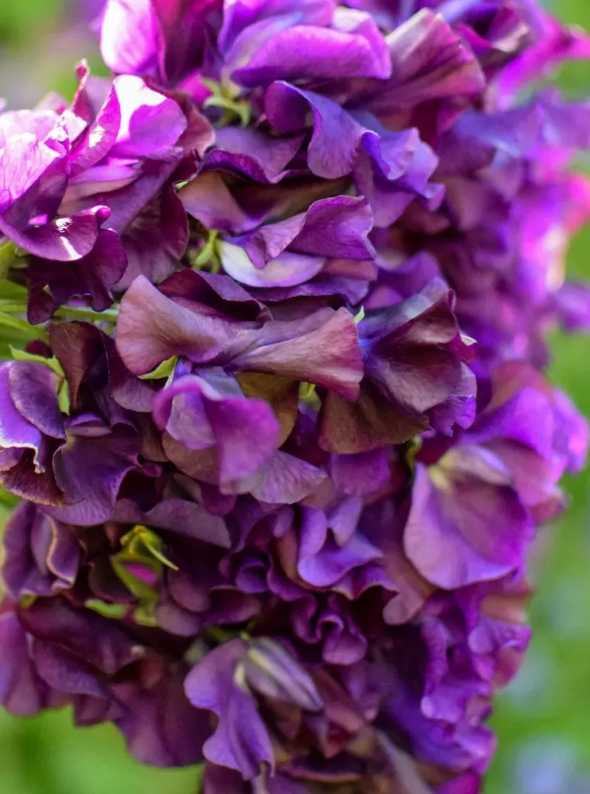 Close-up of Sweet Pea Just Jenny blooms showing their rich deep purple colouring, softly ruffled petals and darker shaded centres, The Wild Potager Co.