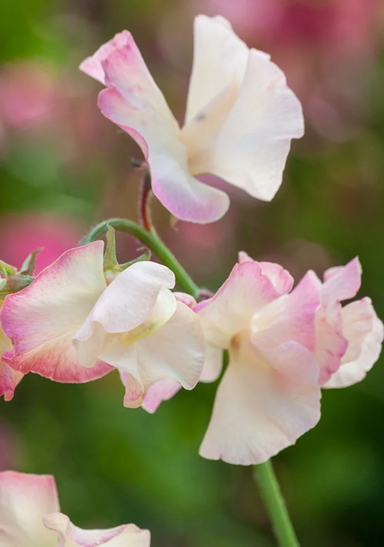 Close-up of Sweet Pea Mollie Rilstone blooms showing creamy petals with delicate dusky pink picotee edges, green buds and stems visible behind the flowers, The Wild Potager Co.