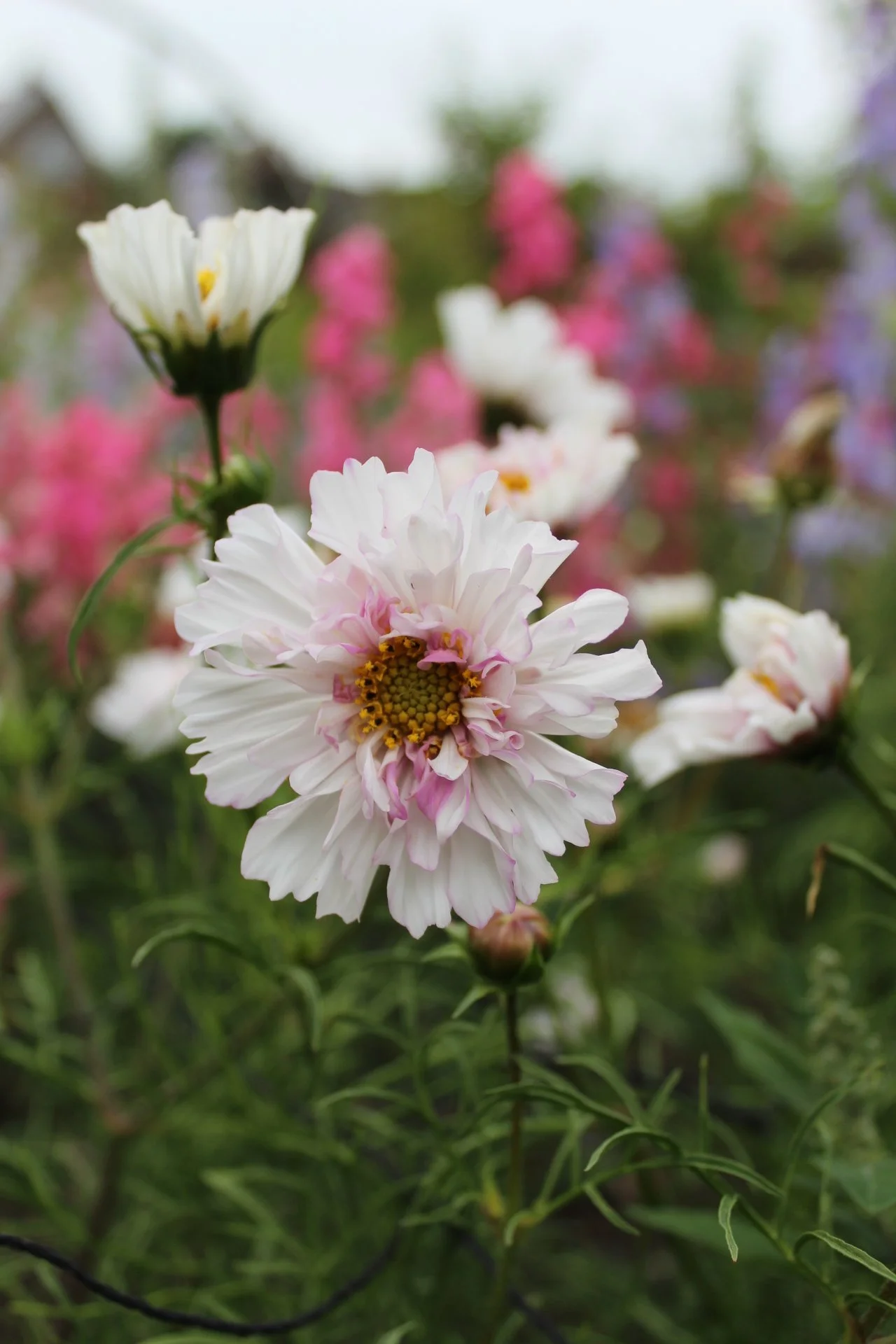 Blush pink and white Cosmos Double Click Bicolour Rose flowers growing among green foliage in the garden.