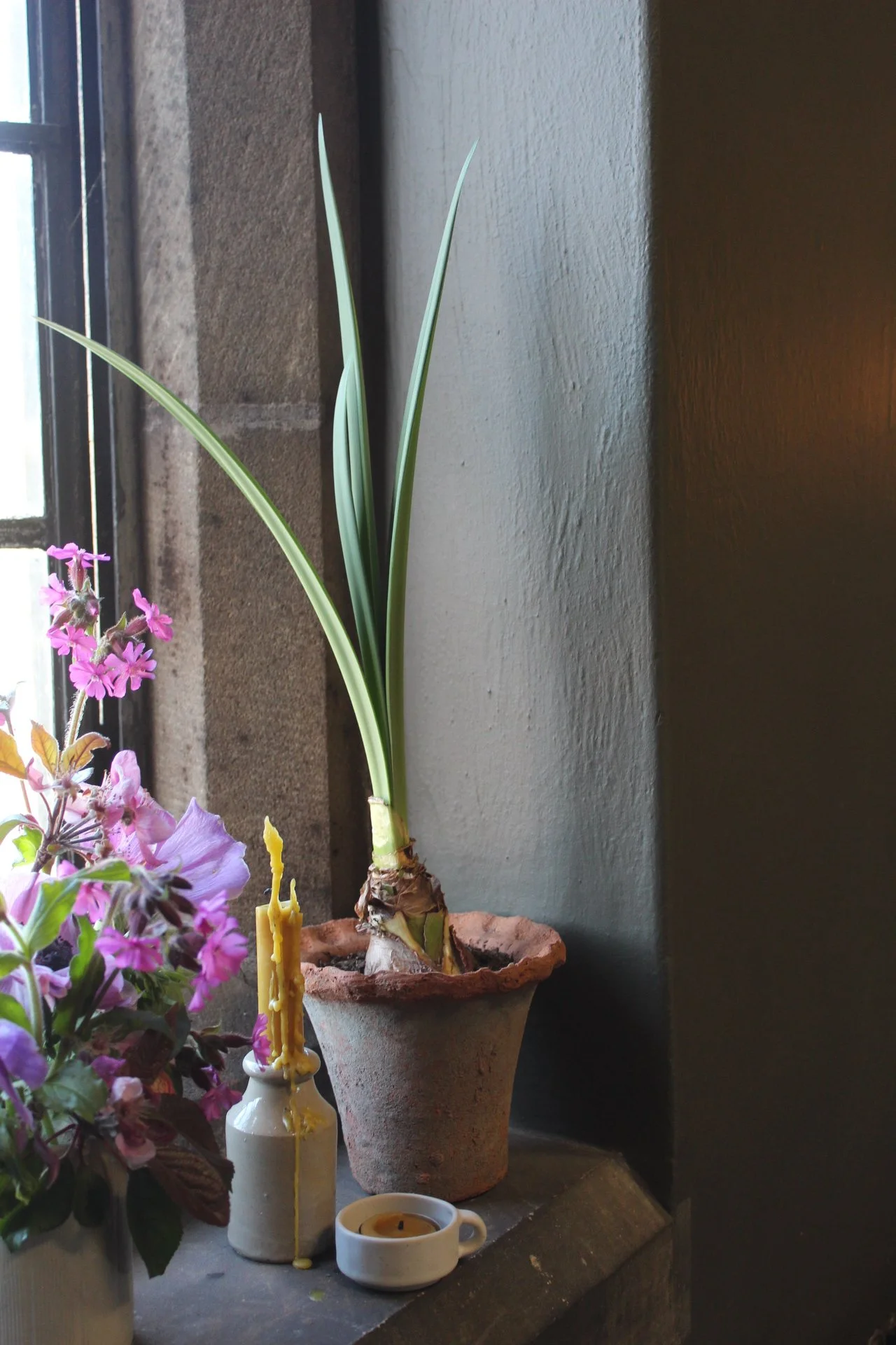 Potted flowers and bulbs arranged beside the studio window