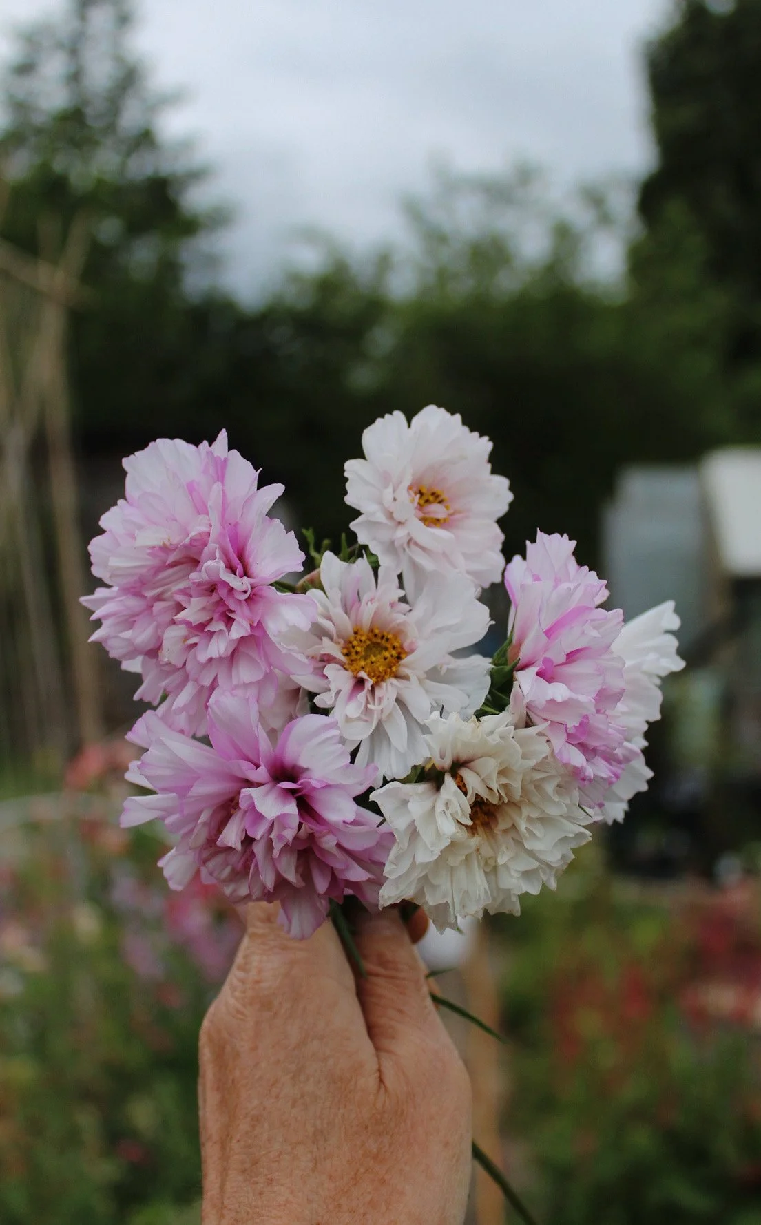 Blush pink and white Cosmos Double Click Bicolour Rose flowers gathered in a hand-held bouquet in the garden.