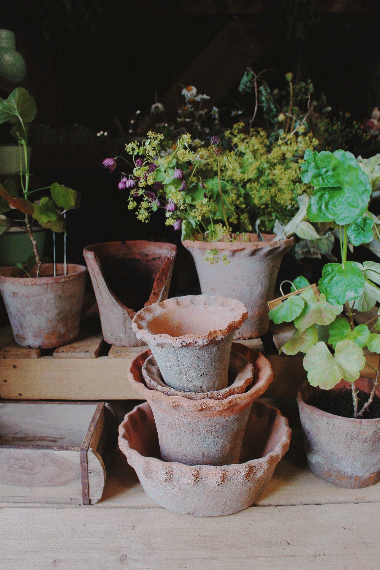 Pie crust terracotta pots and bulb pan styled with plants in the potager