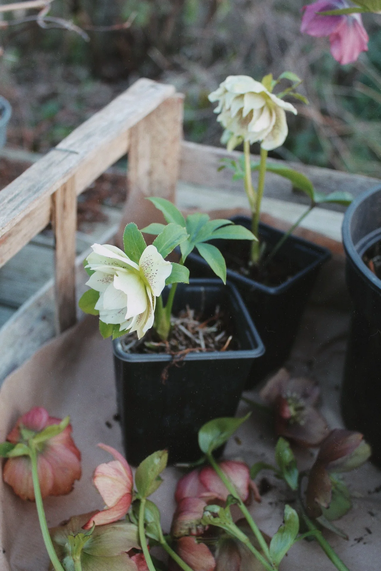 White hellebores flowering in pots with pink and dusky hellebore flowers in the winter garden.