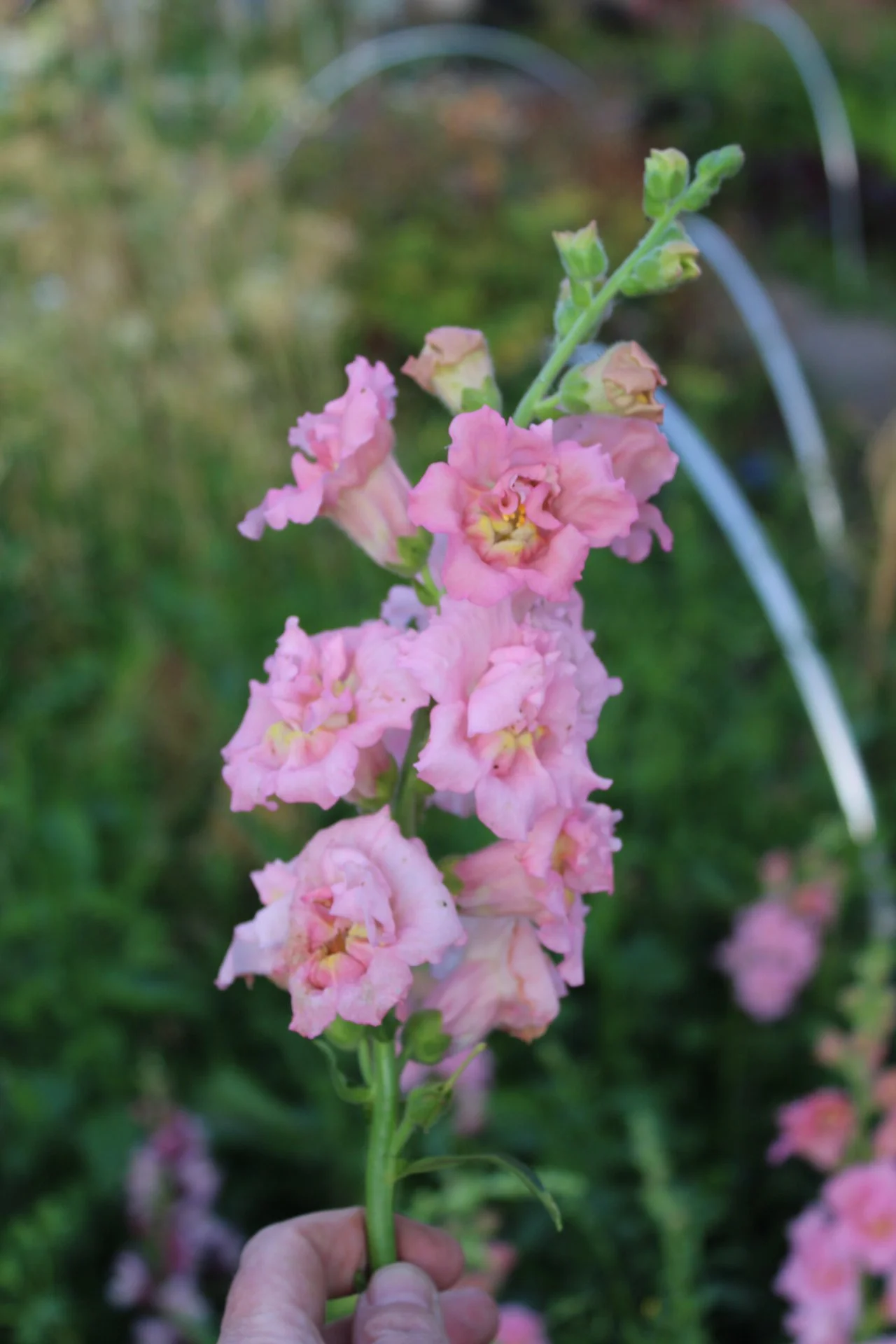 Close-up of soft pink Snapdragon Butterfly Pink flowers