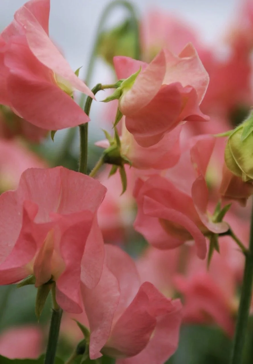 Sweet Pea Watermelon flowers in soft salmon pink with warm peach tones and gently rounded petals, The Wild Potager Co.