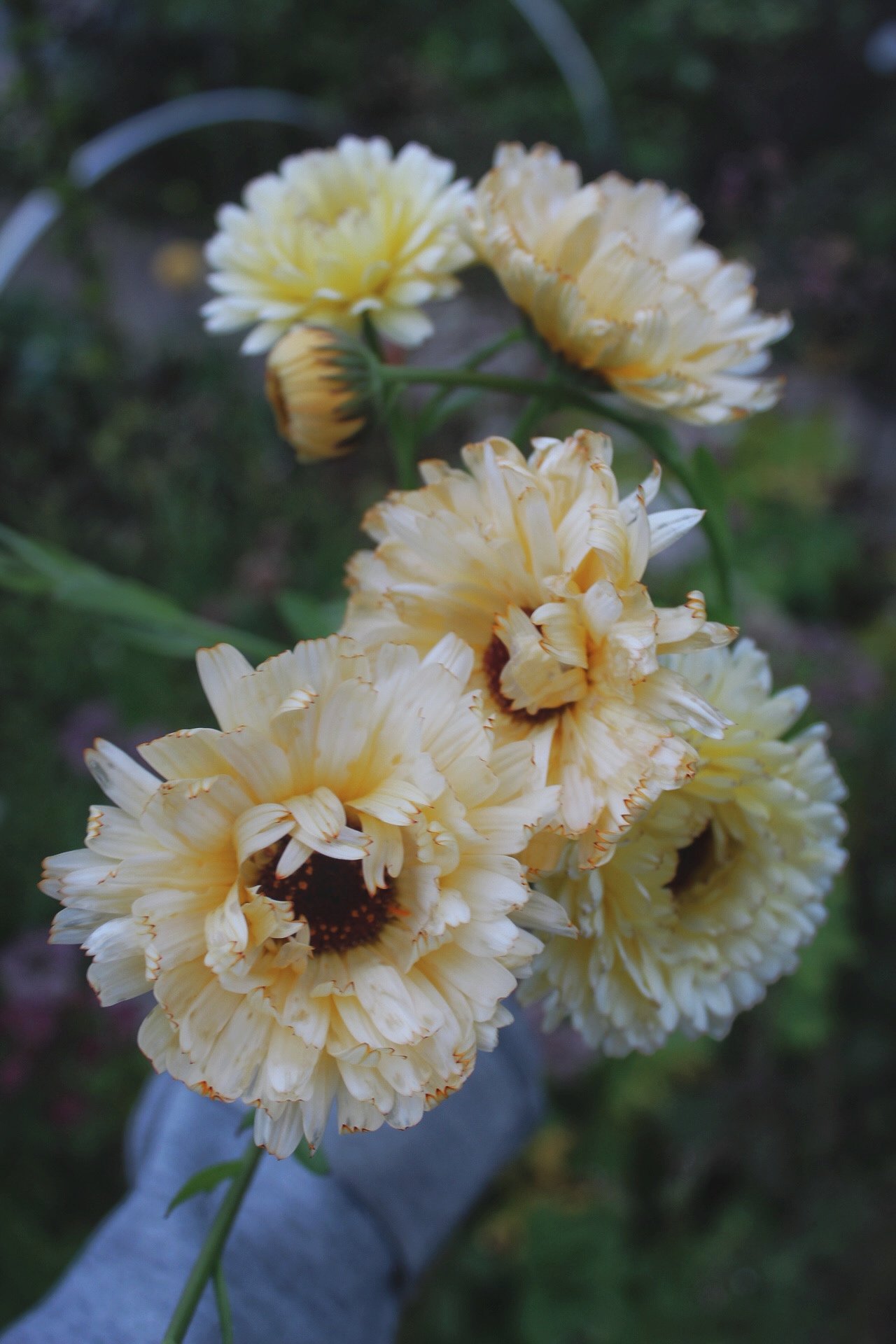 IMG_7717.jpeg