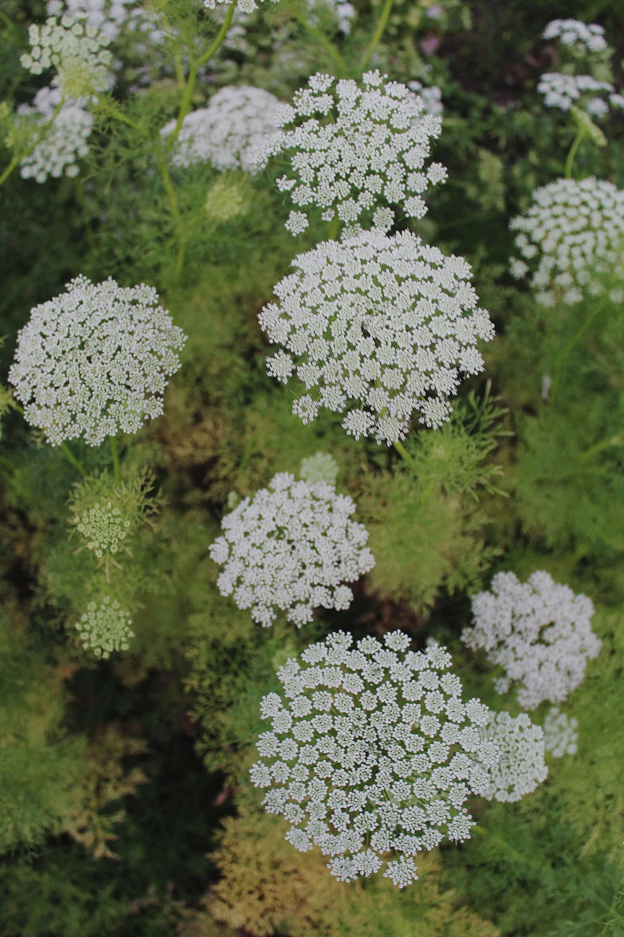 White Ammi Visnaga flowers flowering in the potager.