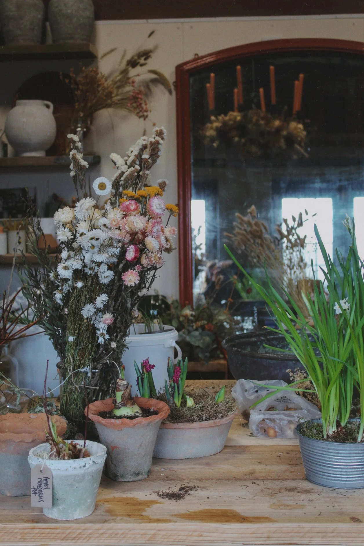 Seasonal flowers and potted plants gathered in the studio