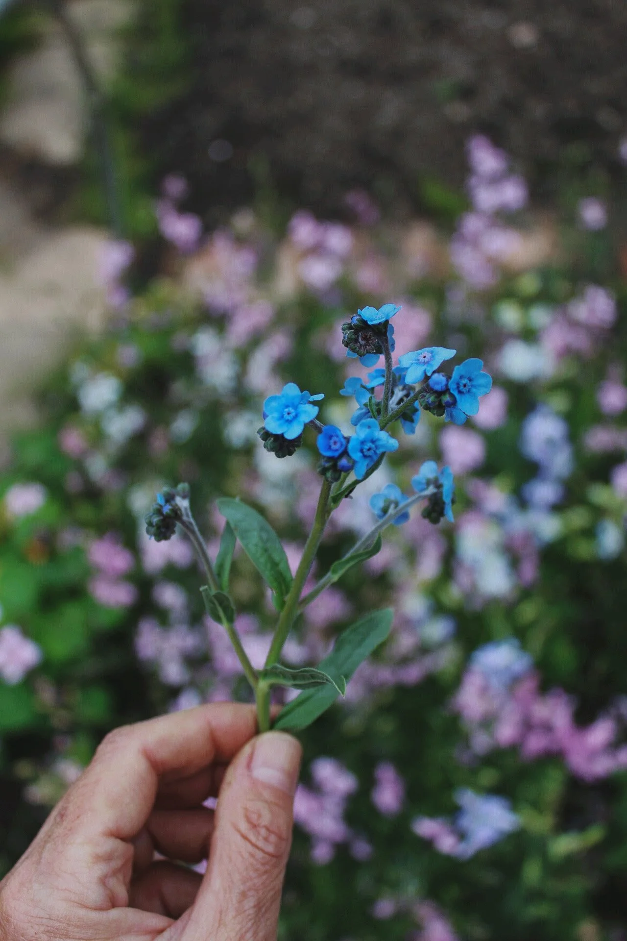 Small sky blue Cynoglossum Firmament flowers flowering on branching stems among green garden foliage.