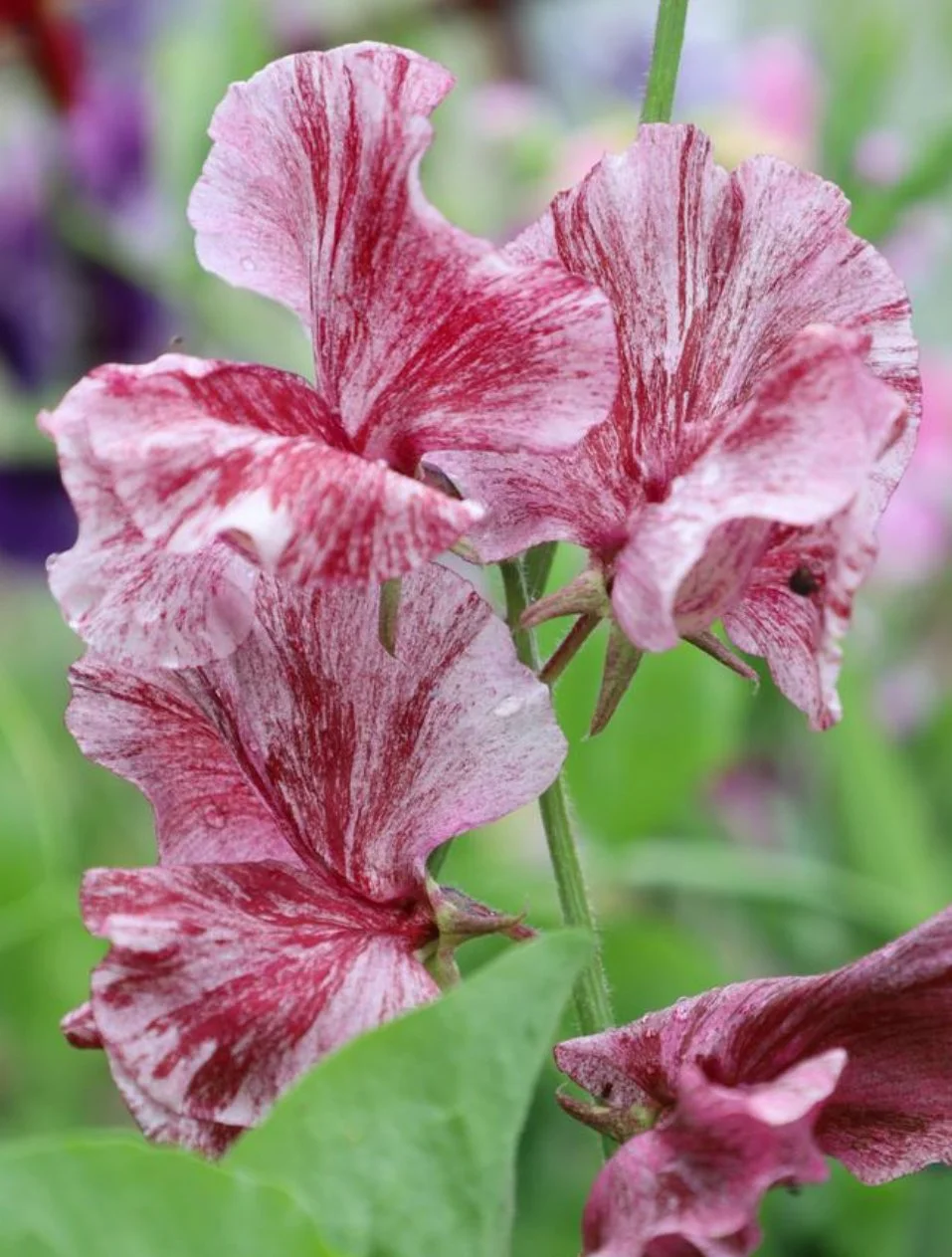 Close-up of Sweet Pea Sir Henry Cecil flowers displaying distinctive red, pink and white flaked petals with deep chocolate colouring, The Wild Potager Co.
