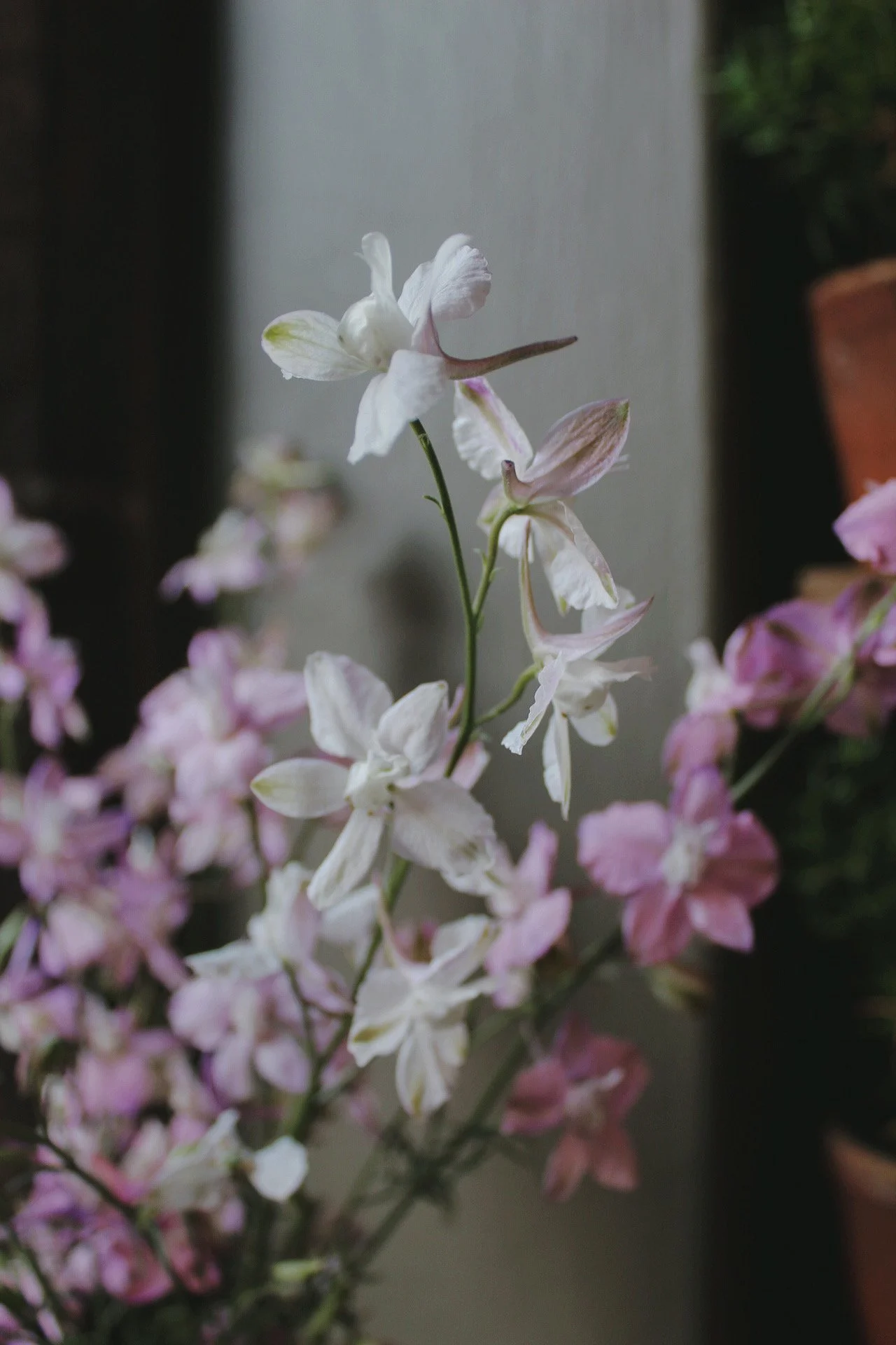 Delicate lilac-blush Larkspur Fancy Belladonna flowers on tall branching stems, photographed indoors.