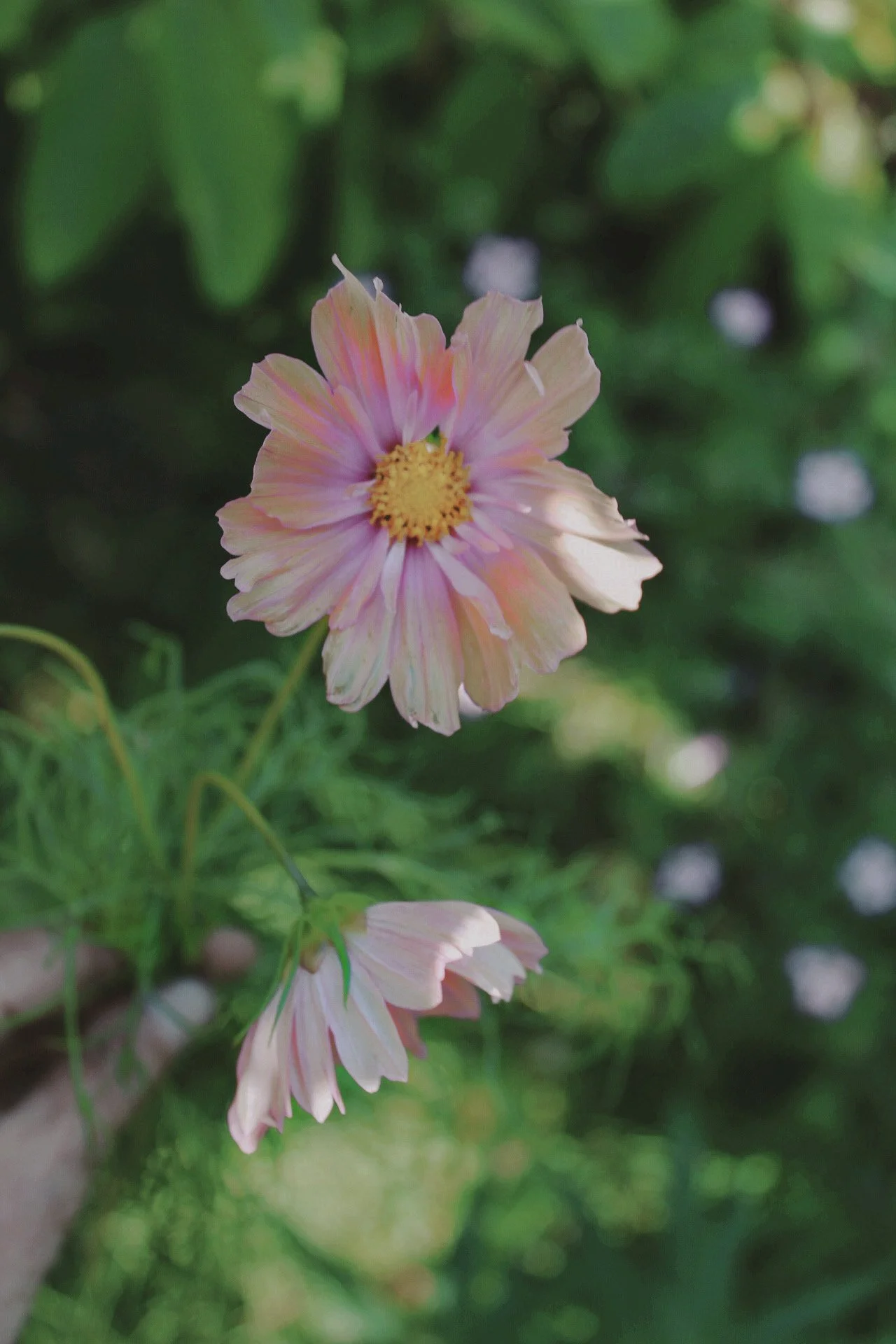 Apricot and blush pink Cosmos Apricotta flowers growing among garden foliage.