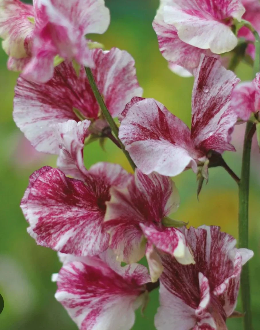 Sweet Pea Sir Henry Cecil with white, pink and chocolate-red flaked flowers