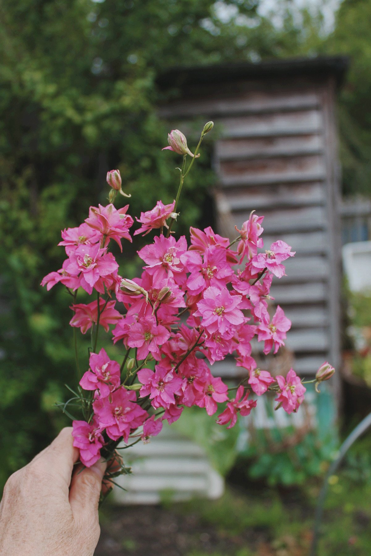 Larkspur Rose with tall branching stems of rose-pink flowers