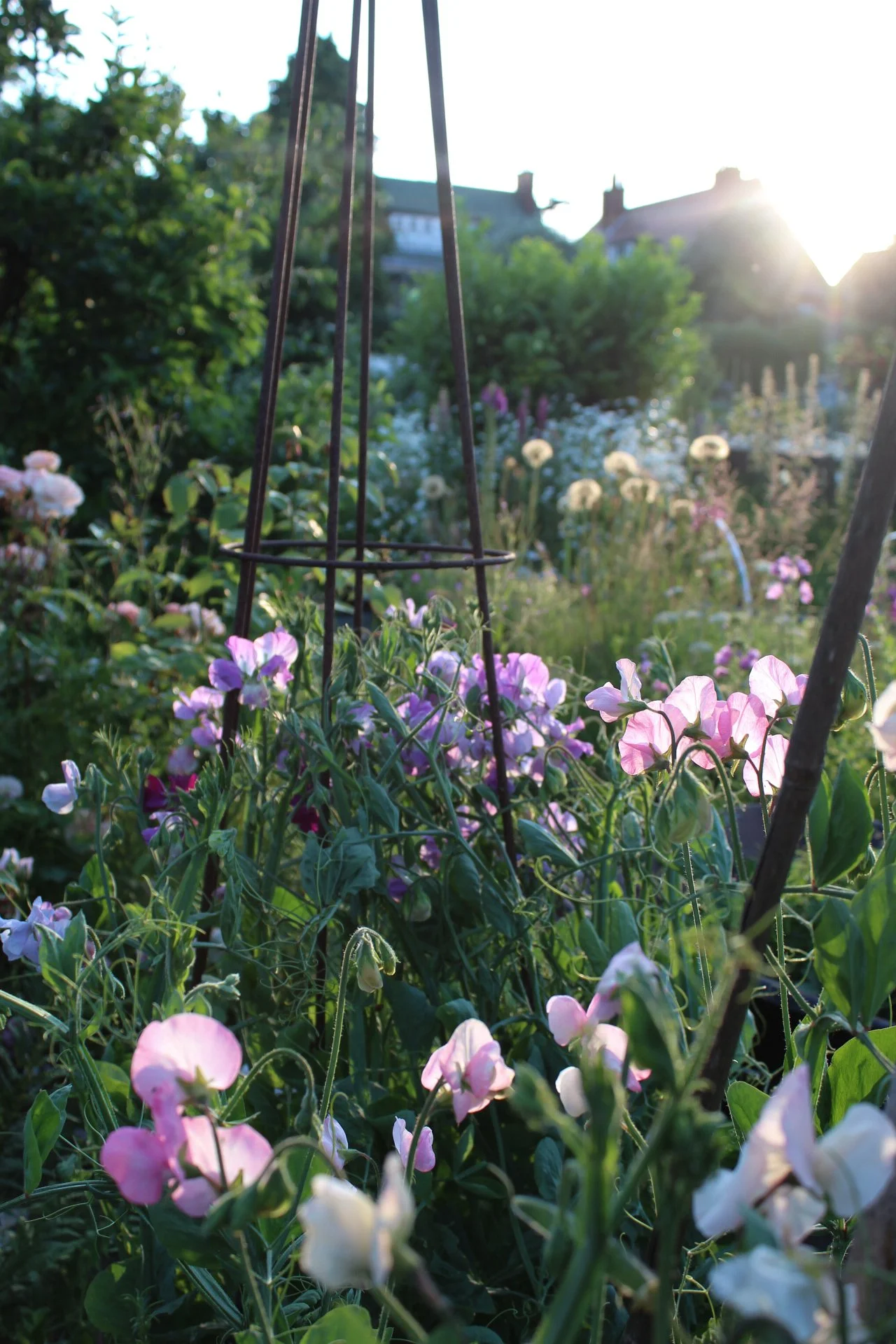 Pink and white sweet peas growing through a summer garden around a wooden plant support, with the evening sun behind them.