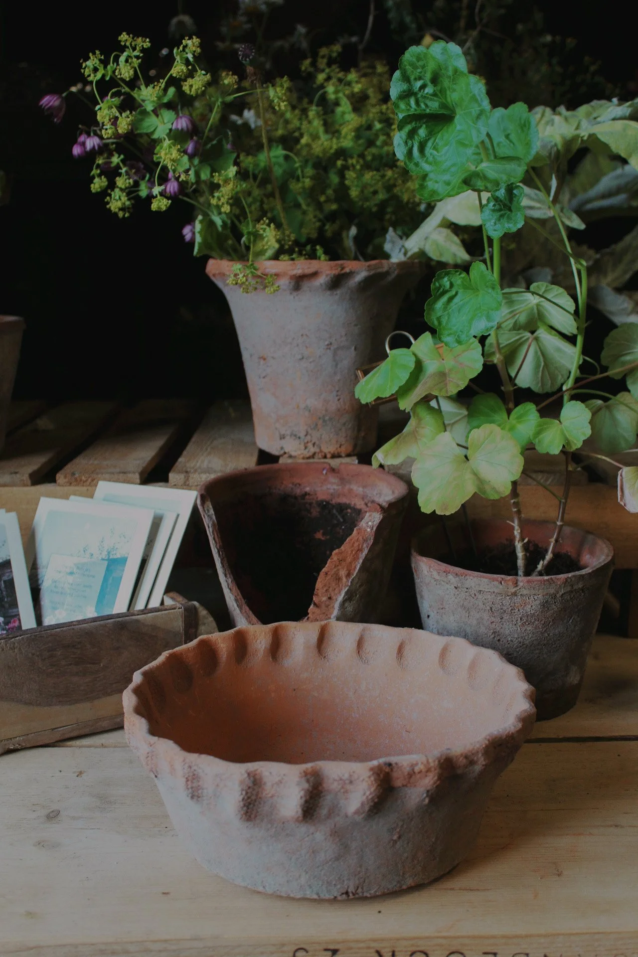 Pie crust terracotta bulb pan on a wooden bench with plants