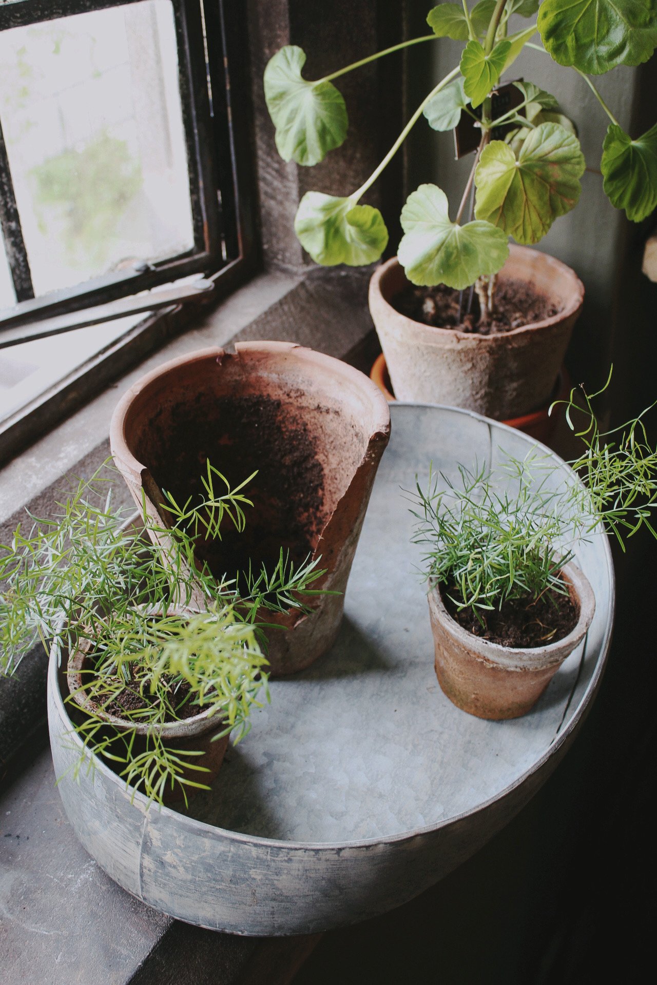 Oval zinc potting tray leaning against terracotta pots on a wooden potting bench, with small potted plants and foliage.