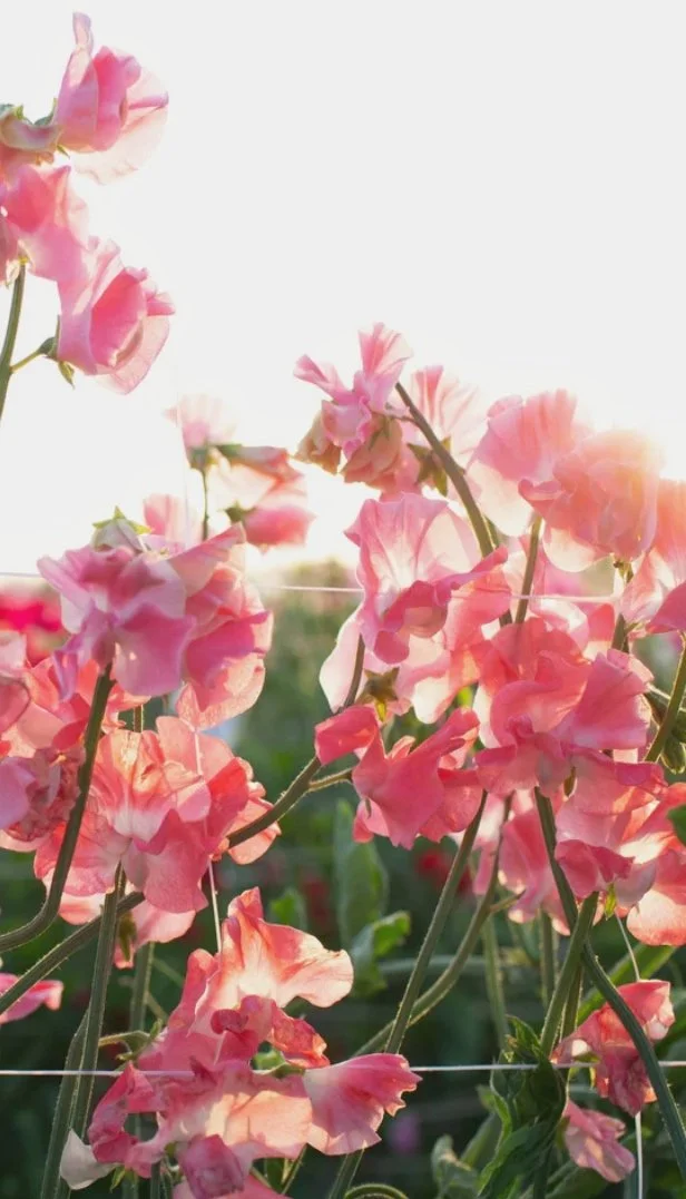 Sweet Pea Lizbeth