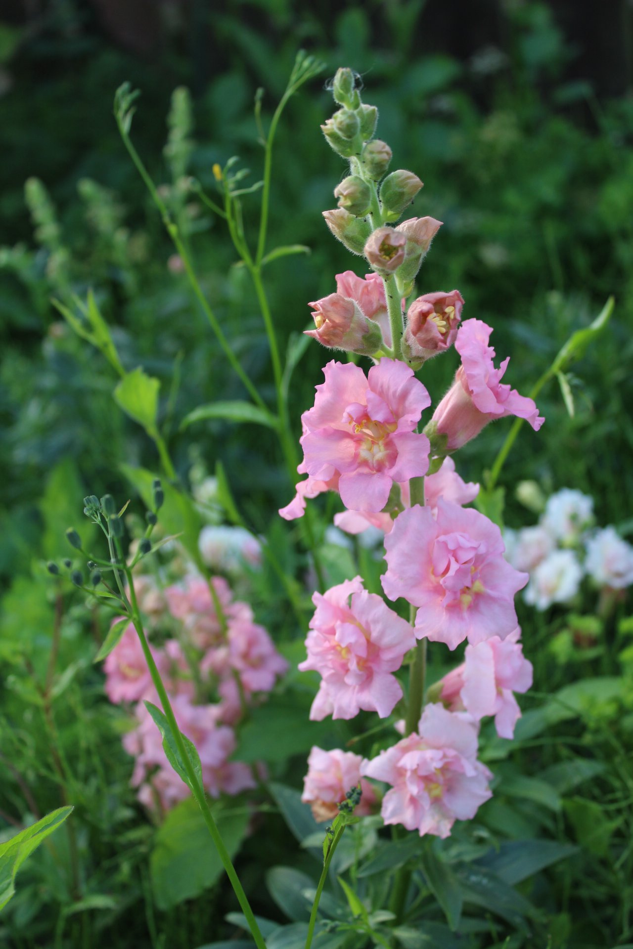 Snapdragon Butterfly Pink flowering in the potager