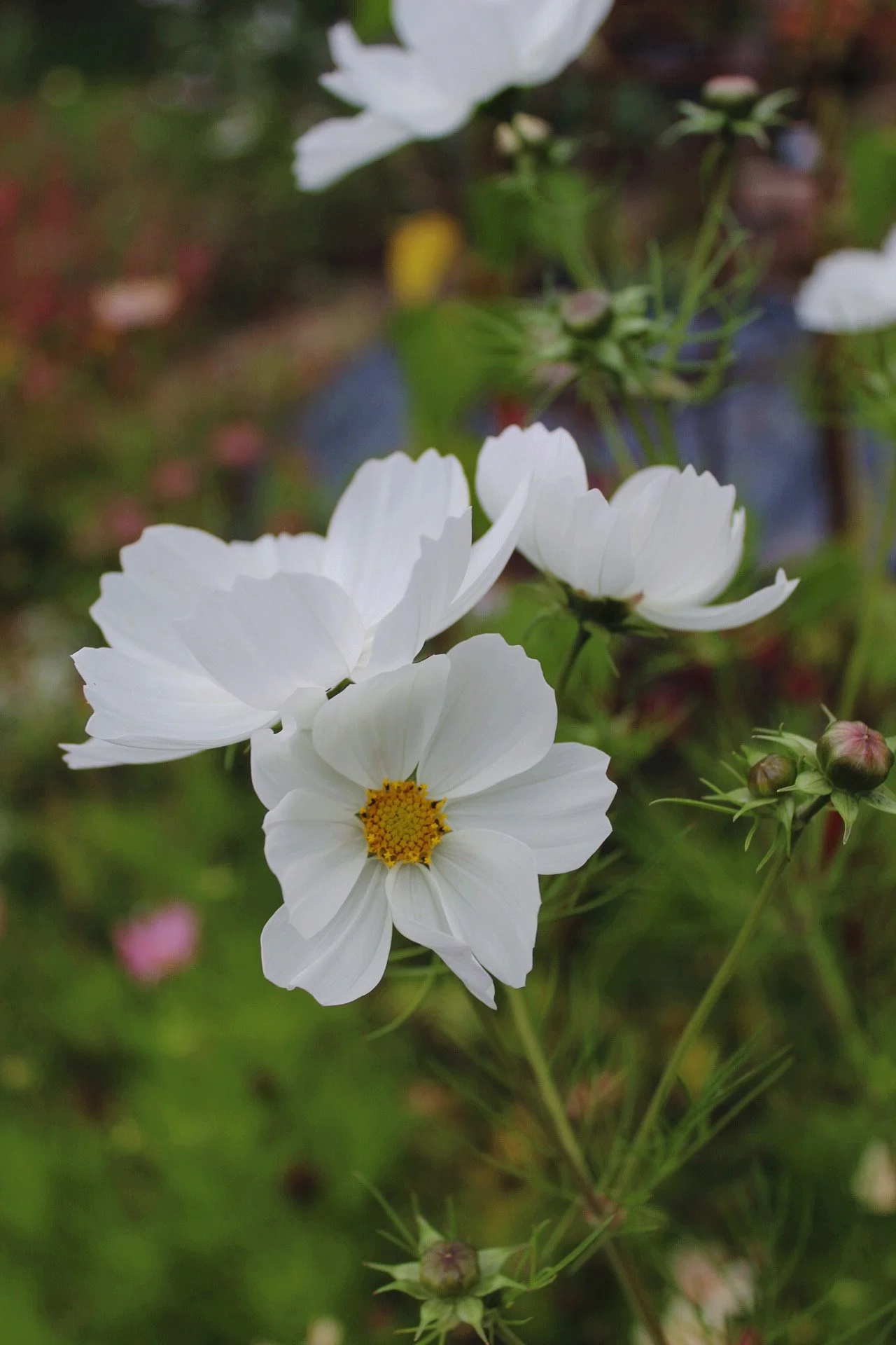 cosmos-purity-white-cosmos-flowers-the-wild-potager-co.jpeg