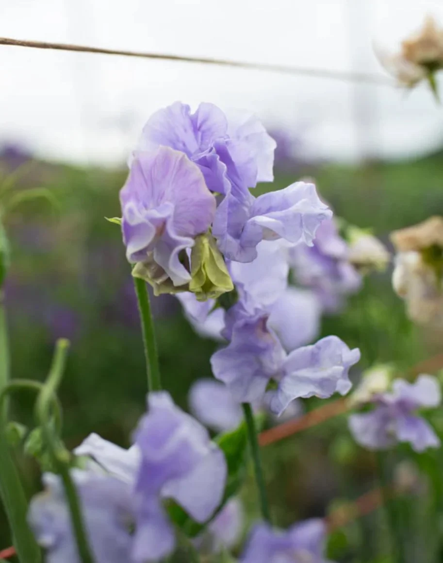 Sweet Pea Charlies Angel