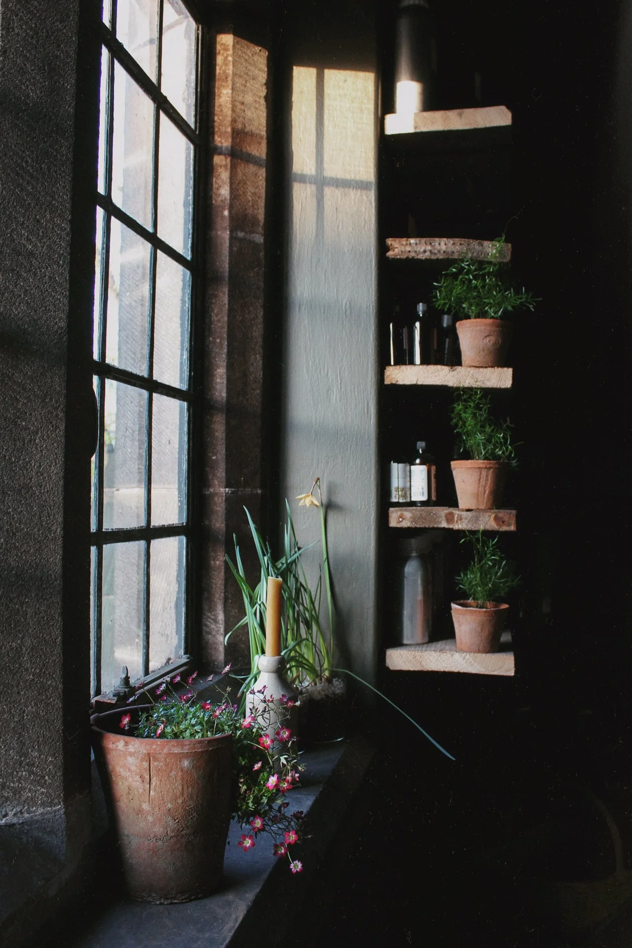 Potted plants and essential oils on shelves beside the studio window