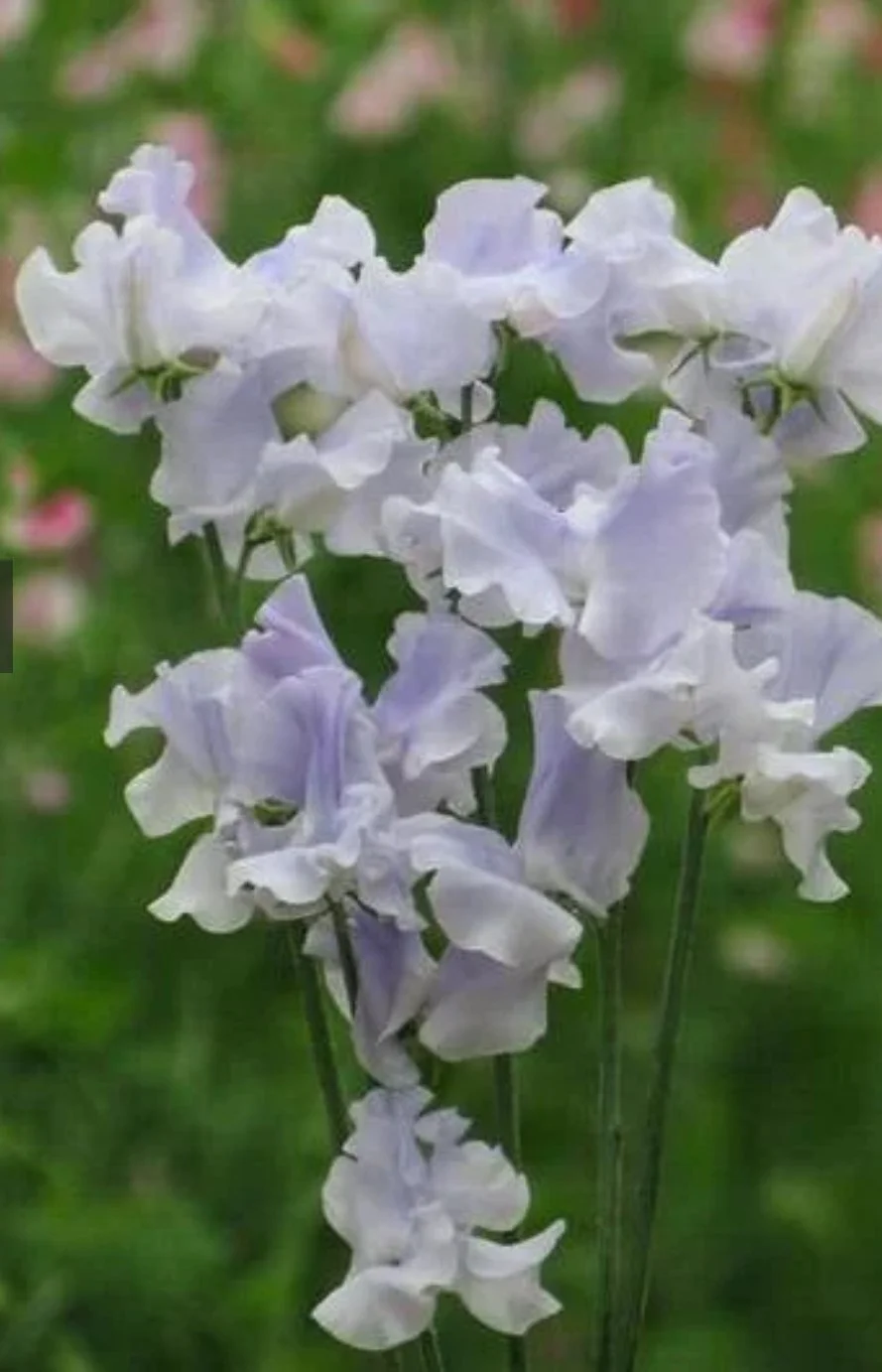 Pale lilac and white Sweet Pea Ballerina Blue flowers with ruffled petals growing among green foliage, The Wild Potager Co.